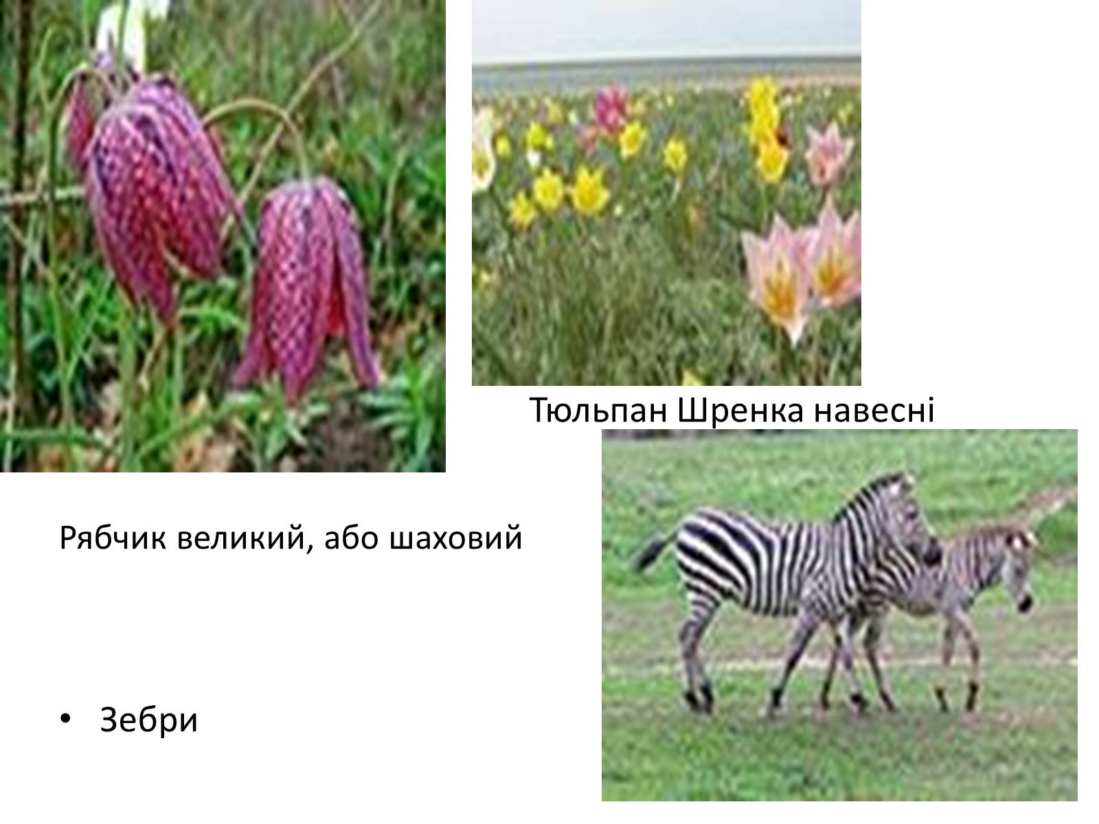 Презентація на тему «Асканія Нова» (варіант 9) - Слайд #19 Презентація на тему «Асканія Нова» (варіант 9) - Слайд #19