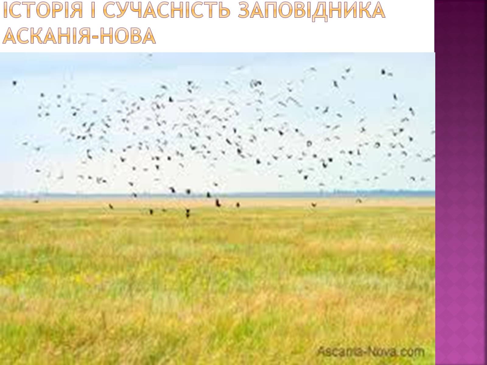 Презентація на тему «Асканія Нова» (варіант 9) - Слайд #3 Презентація на тему «Асканія Нова» (варіант 9) - Слайд #3