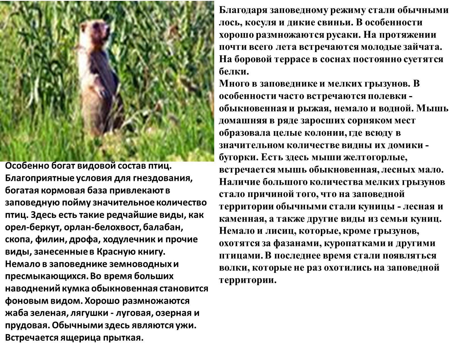 Презентація на тему «Природно-заповедные территории Луганской области» - Слайд #5 Презентація на тему «Природно-заповедные территории Луганской области» - Слайд #5