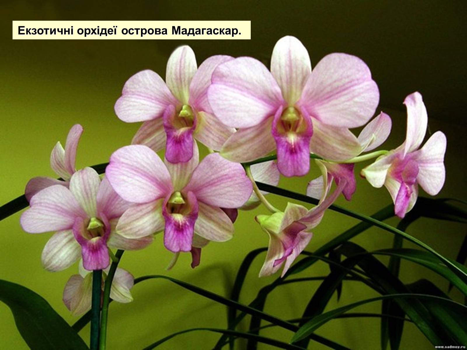 Презентація на тему «Мадагаскар» (варіант 1) - Слайд #16 Презентація на тему «Мадагаскар» (варіант 1) - Слайд #16