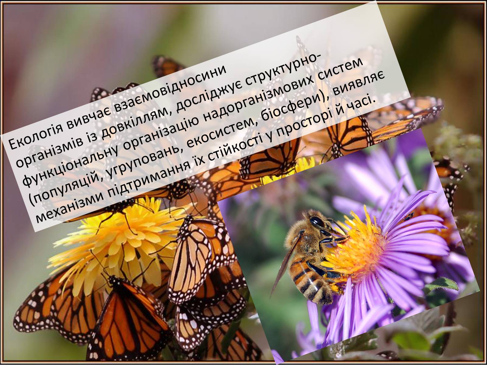 Презентація на тему «Структура сучасної екології та її місце в системі наук» (варіант 2) - Слайд #3 Презентація на тему «Структура сучасної екології та її місце в системі наук» (варіант 2) - Слайд #3