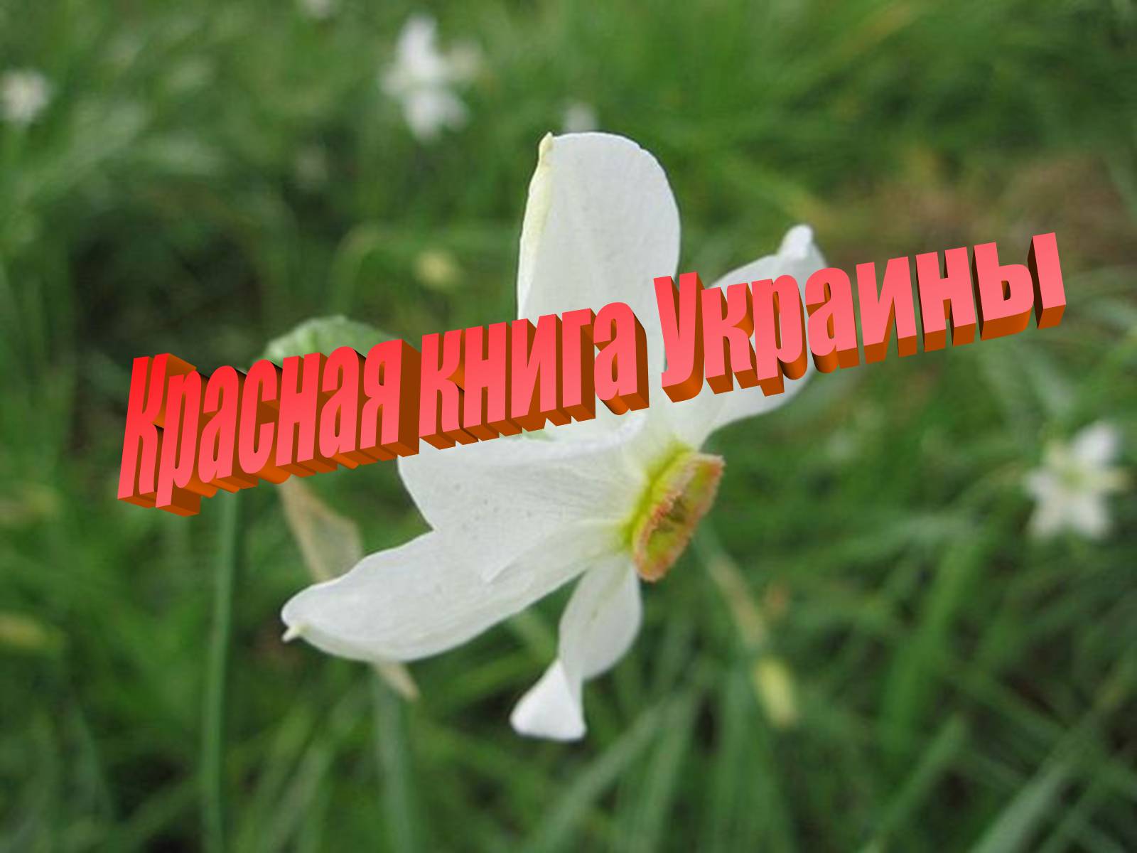 Презентація на тему «Красная книга Украины» (варіант 2) - Слайд #1 Презентація на тему «Красная книга Украины» (варіант 2) - Слайд #1