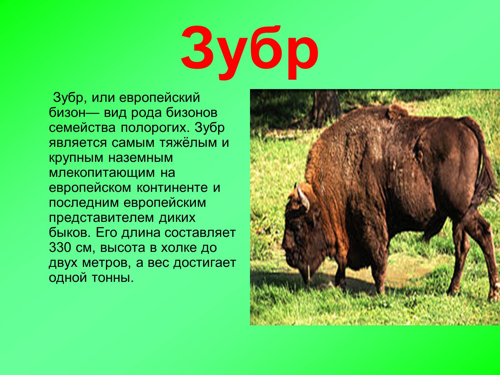 Презентація на тему «Красная книга Украины» (варіант 2) - Слайд #4 Презентація на тему «Красная книга Украины» (варіант 2) - Слайд #4