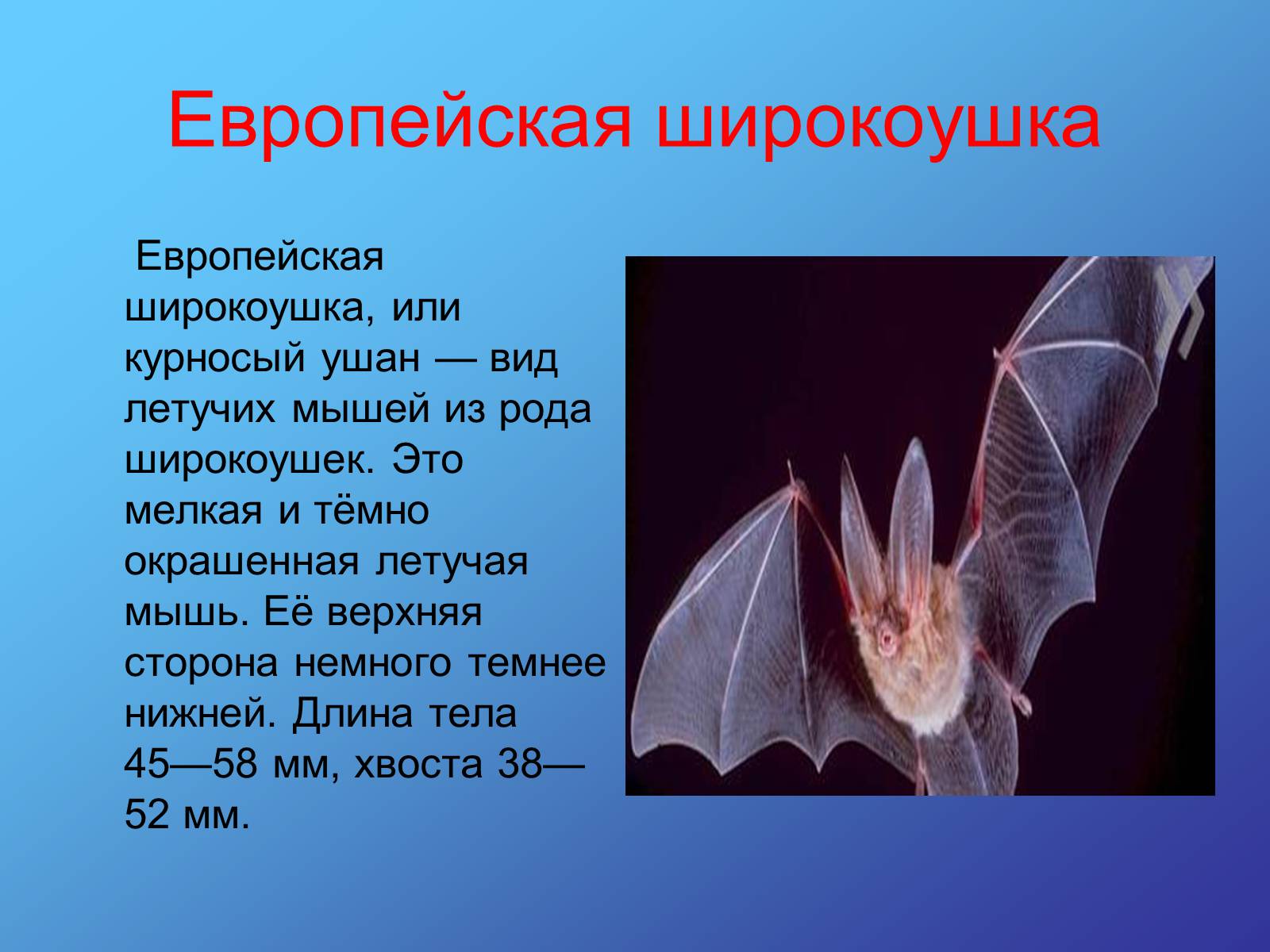 Презентація на тему «Красная книга Украины» (варіант 2) - Слайд #7 Презентація на тему «Красная книга Украины» (варіант 2) - Слайд #7