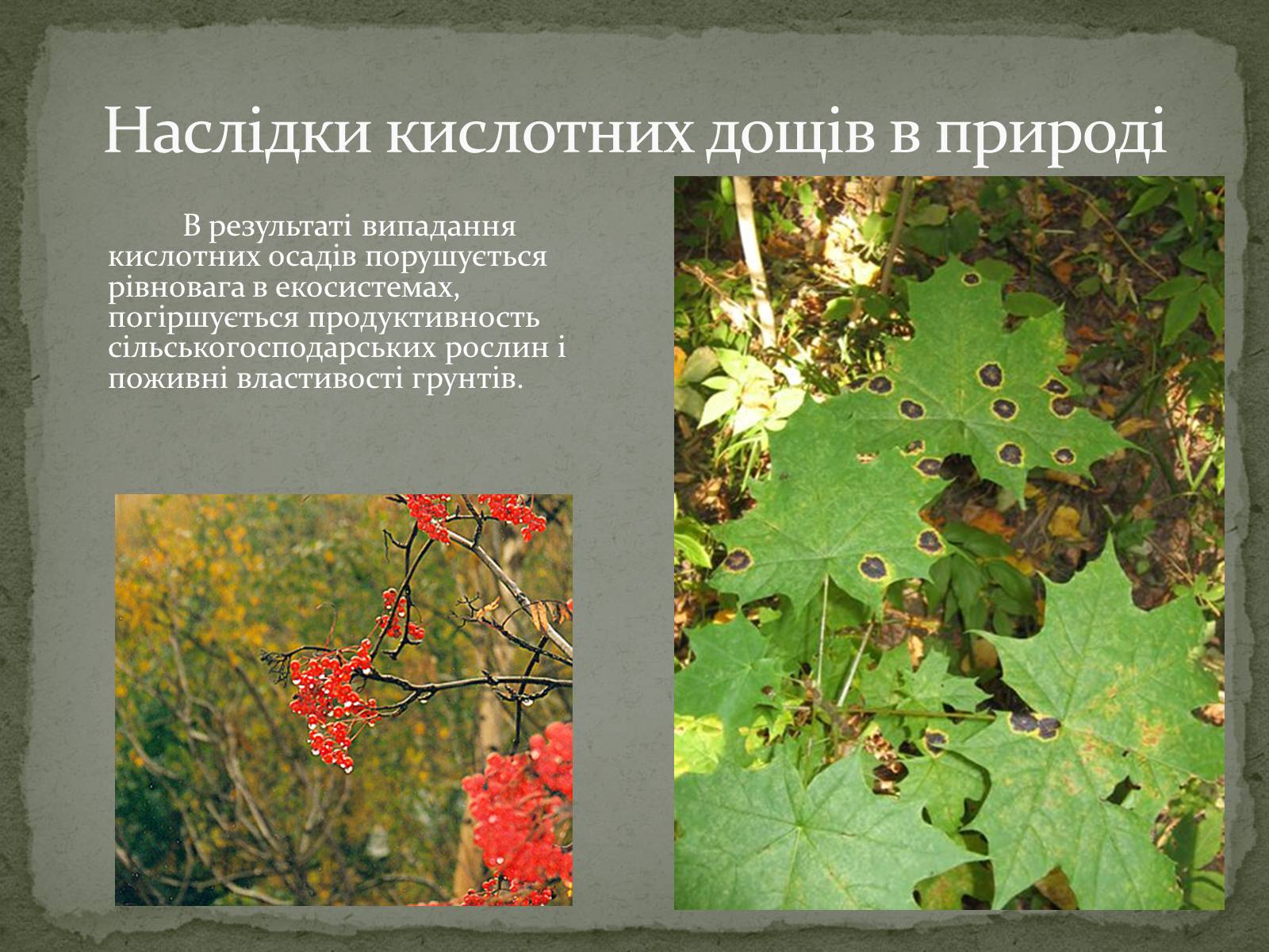 Презентація на тему «Причини виникнення та екологічні наслідки кислотних дощів» - Слайд #14 Презентація на тему «Причини виникнення та екологічні наслідки кислотних дощів» - Слайд #14