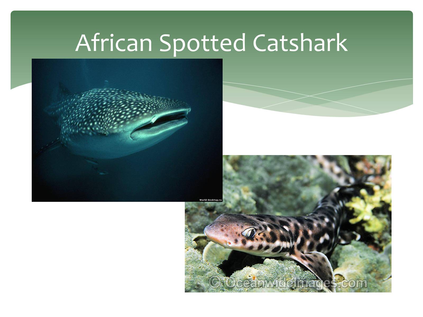 Презентація на тему «Endangered Sea Animals Issues» - Слайд #9