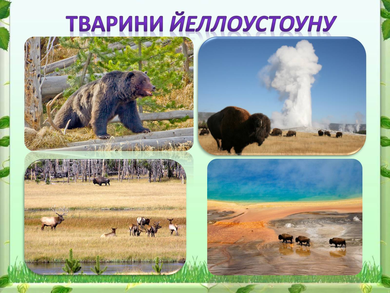 Презентація на тему «Йеллоустоун - перший Національний парк США» - Слайд #17 Презентація на тему «Йеллоустоун - перший Національний парк США» - Слайд #17
