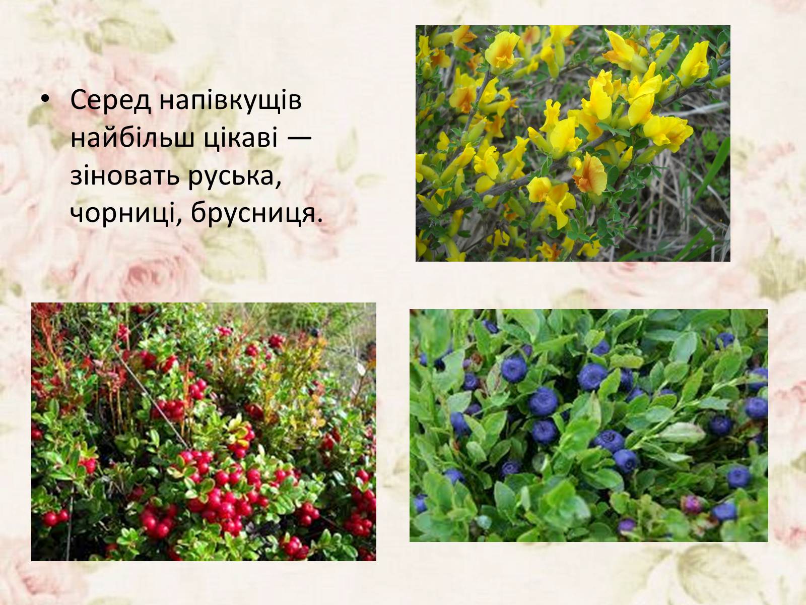 Презентація на тему «Дари Українського Полісся» - Слайд #8 Презентація на тему «Дари Українського Полісся» - Слайд #8