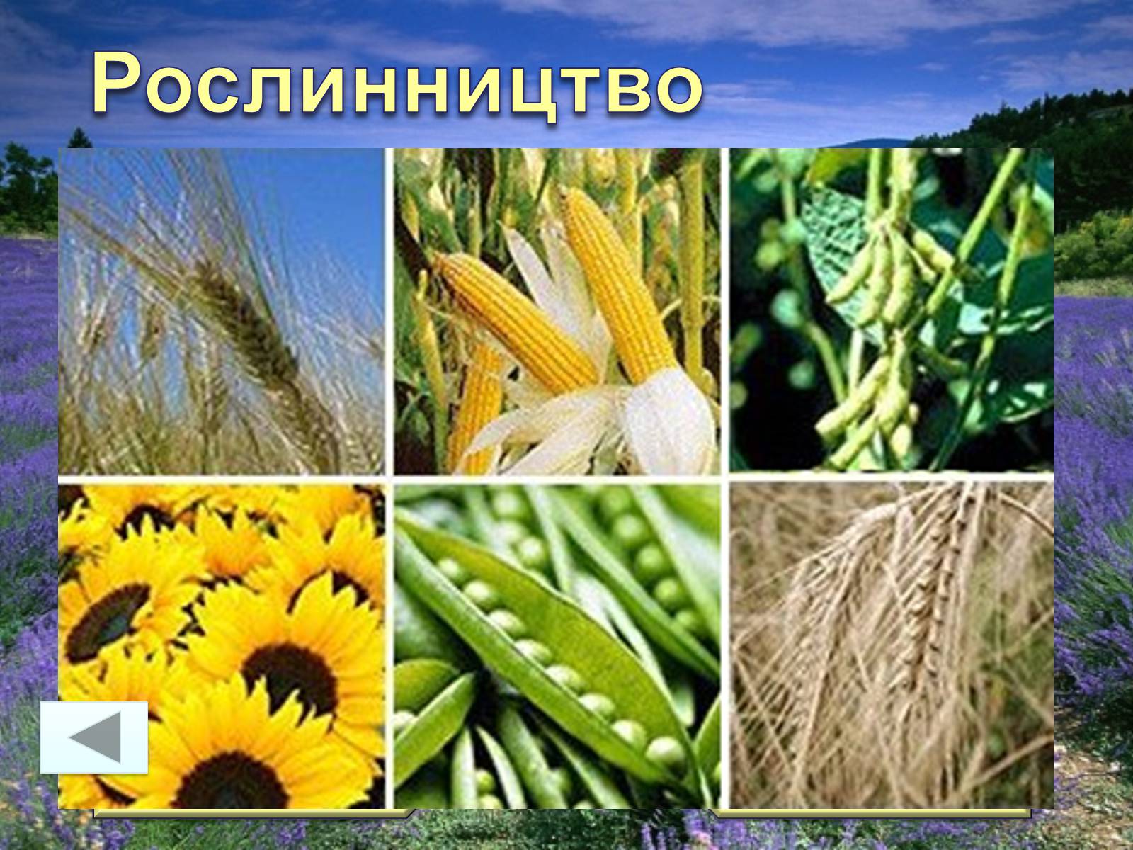 Презентація на тему «Франція» (варіант 31) - Слайд #55 Презентація на тему «Франція» (варіант 31) - Слайд #55