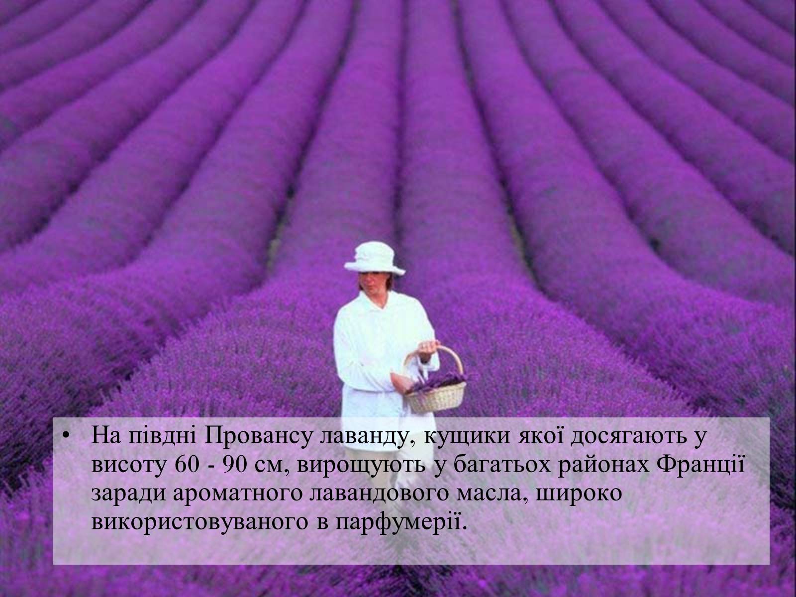 Презентація на тему «Франція» (варіант 31) - Слайд #75 Презентація на тему «Франція» (варіант 31) - Слайд #75