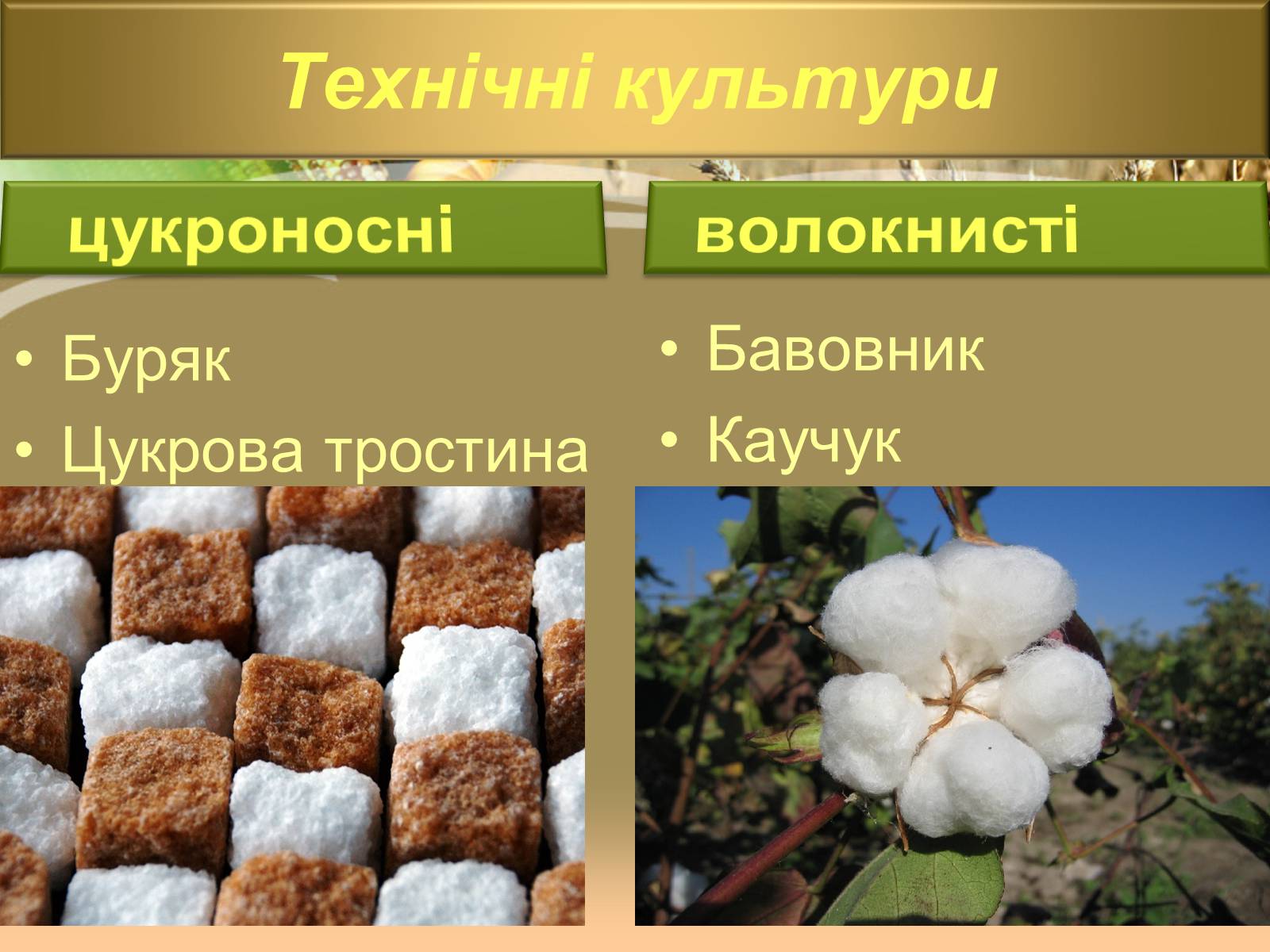 Презентація на тему «Світове сільське господарство» - Слайд #12 Презентація на тему «Світове сільське господарство» - Слайд #12