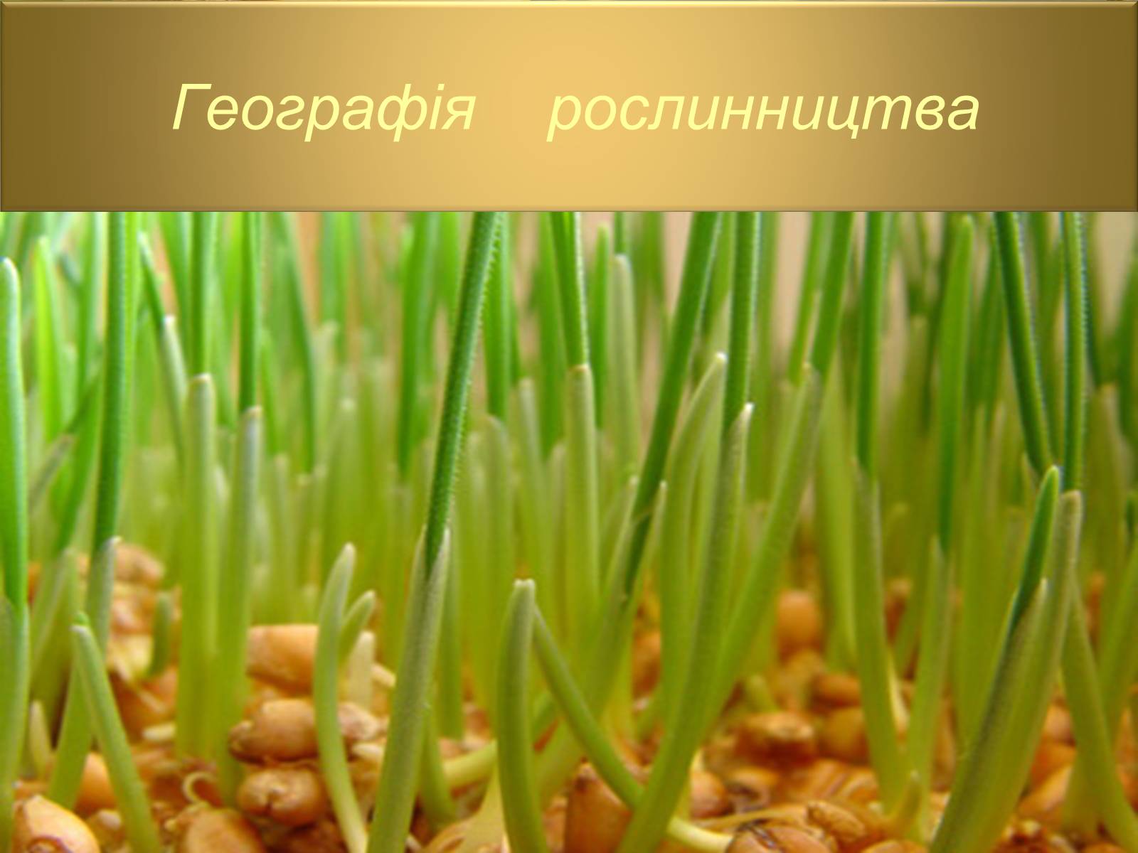 Презентація на тему «Світове сільське господарство» - Слайд #4 Презентація на тему «Світове сільське господарство» - Слайд #4