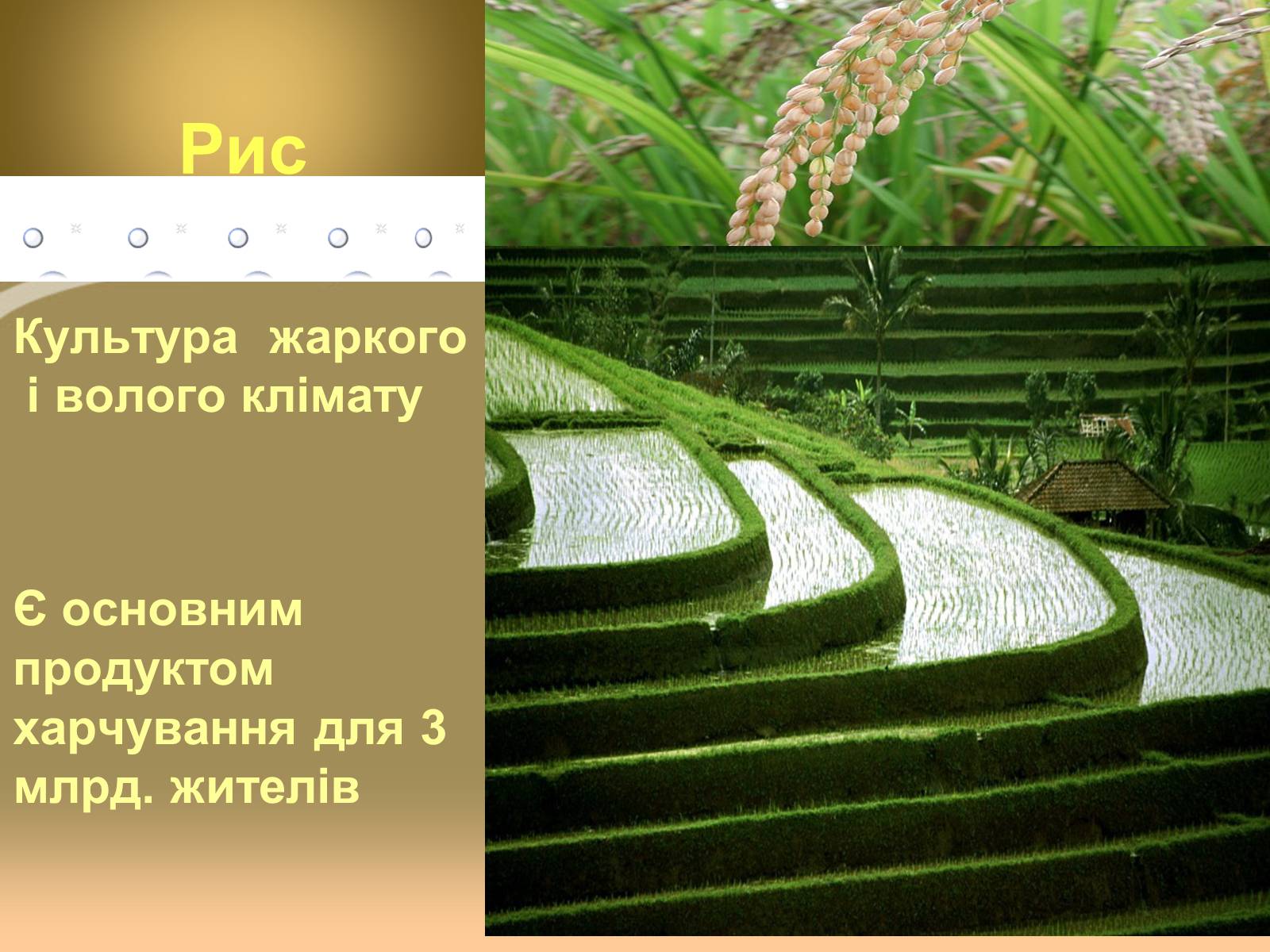 Презентація на тему «Світове сільське господарство» - Слайд #8 Презентація на тему «Світове сільське господарство» - Слайд #8