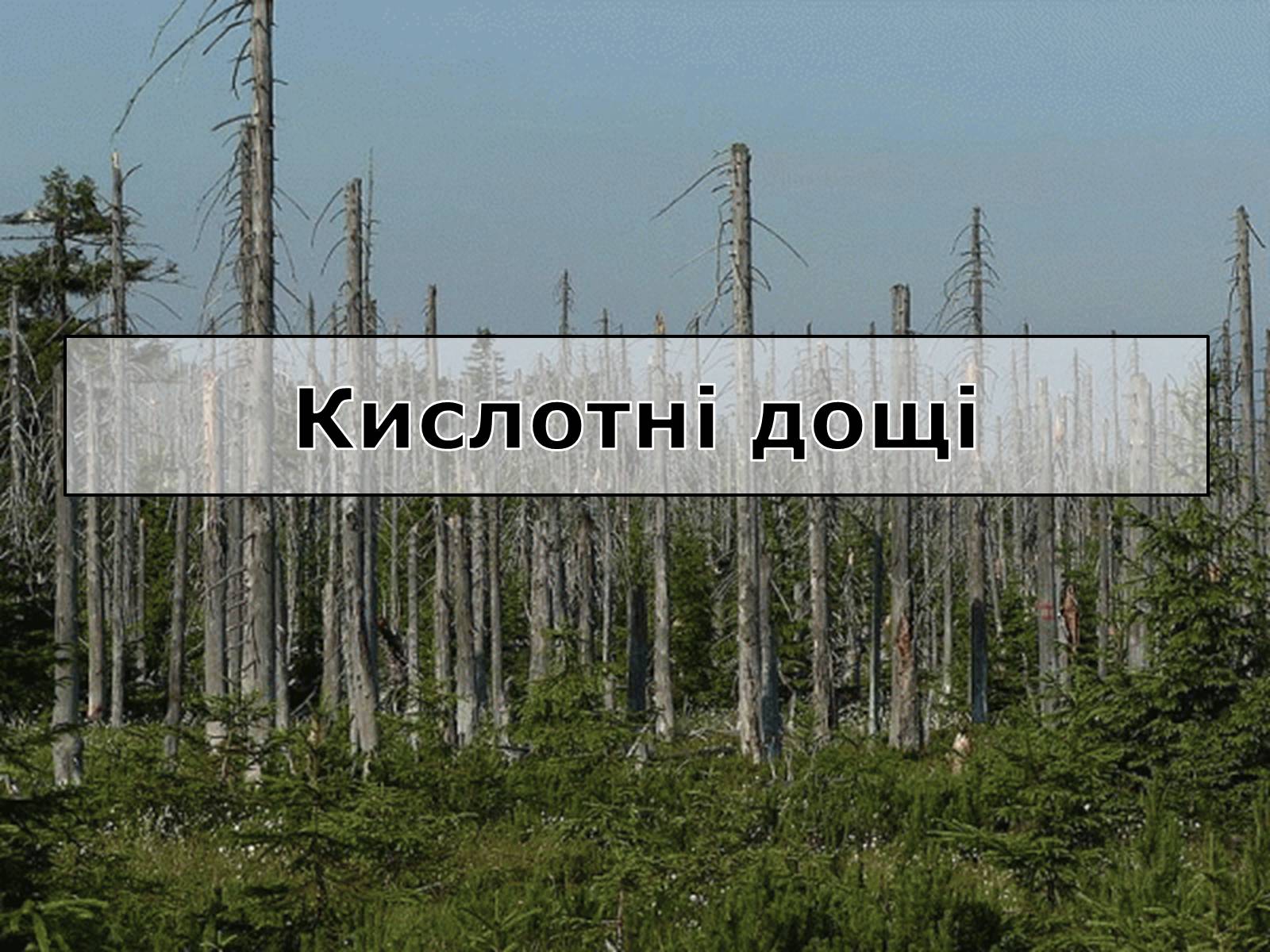 Презентація на тему «Вирубування лісів» - Слайд #12 Презентація на тему «Вирубування лісів» - Слайд #12