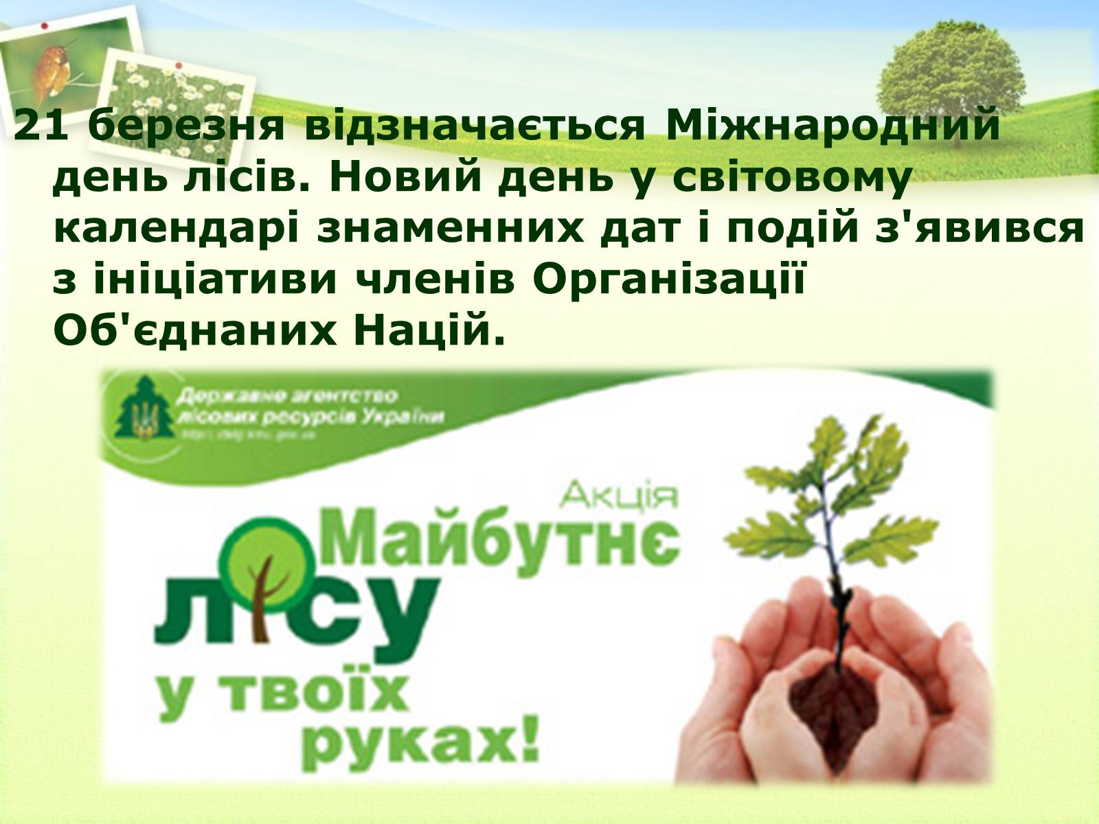 Презентація на тему «Вирубування лісів» - Слайд #17 Презентація на тему «Вирубування лісів» - Слайд #17