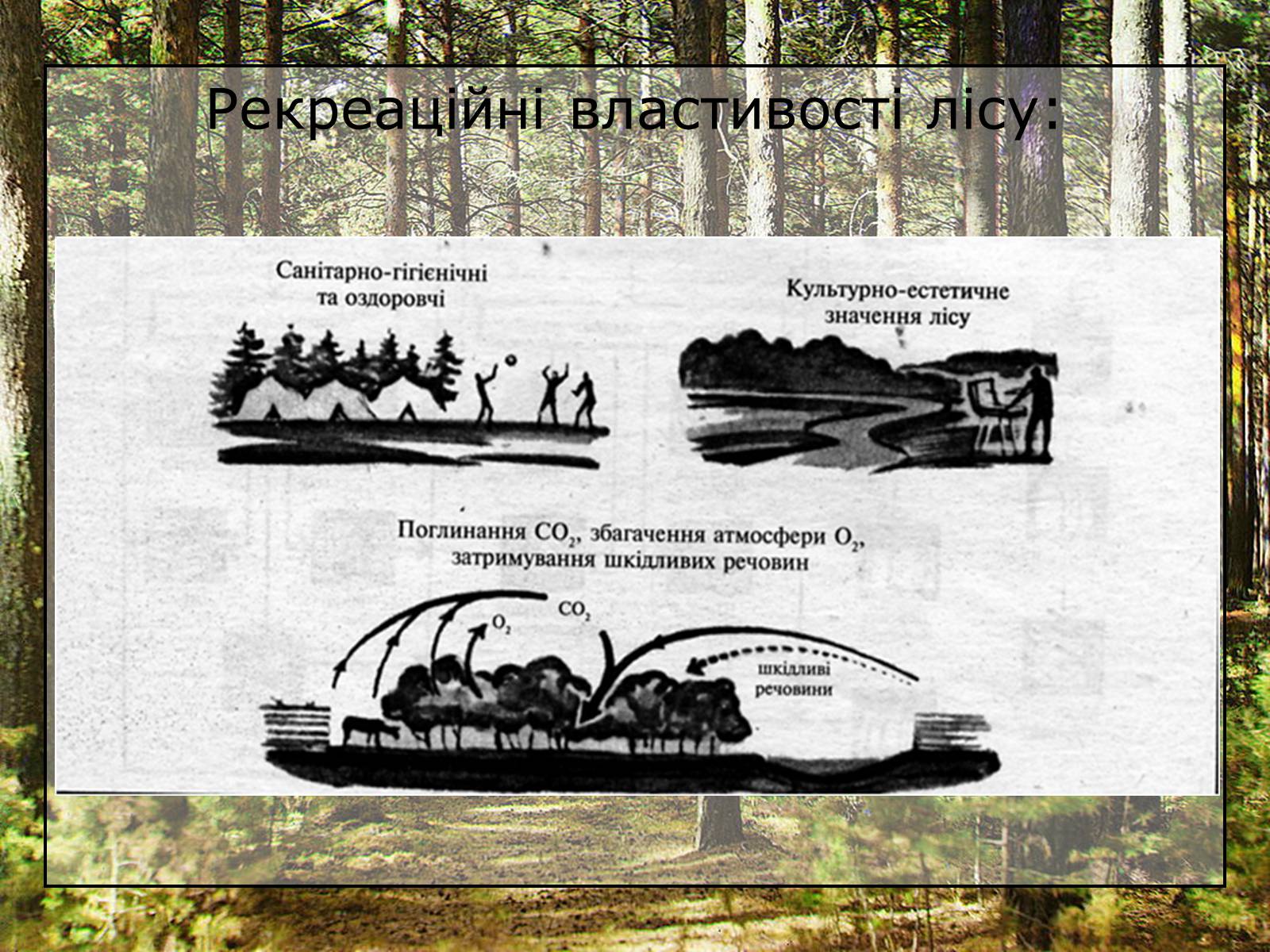 Презентація на тему «Вирубування лісів» - Слайд #3 Презентація на тему «Вирубування лісів» - Слайд #3