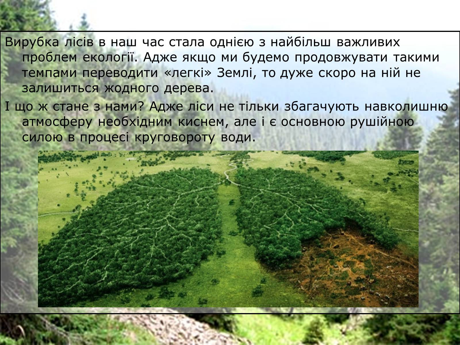 Презентація на тему «Вирубування лісів» - Слайд #4 Презентація на тему «Вирубування лісів» - Слайд #4