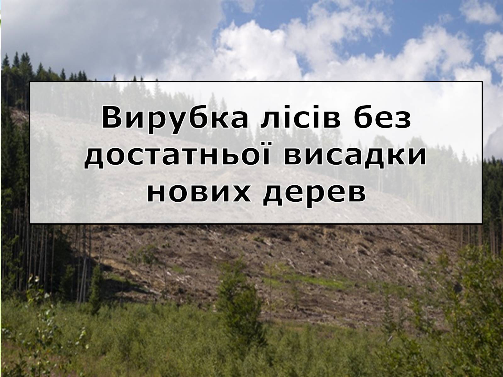 Презентація на тему «Вирубування лісів» - Слайд #7 Презентація на тему «Вирубування лісів» - Слайд #7