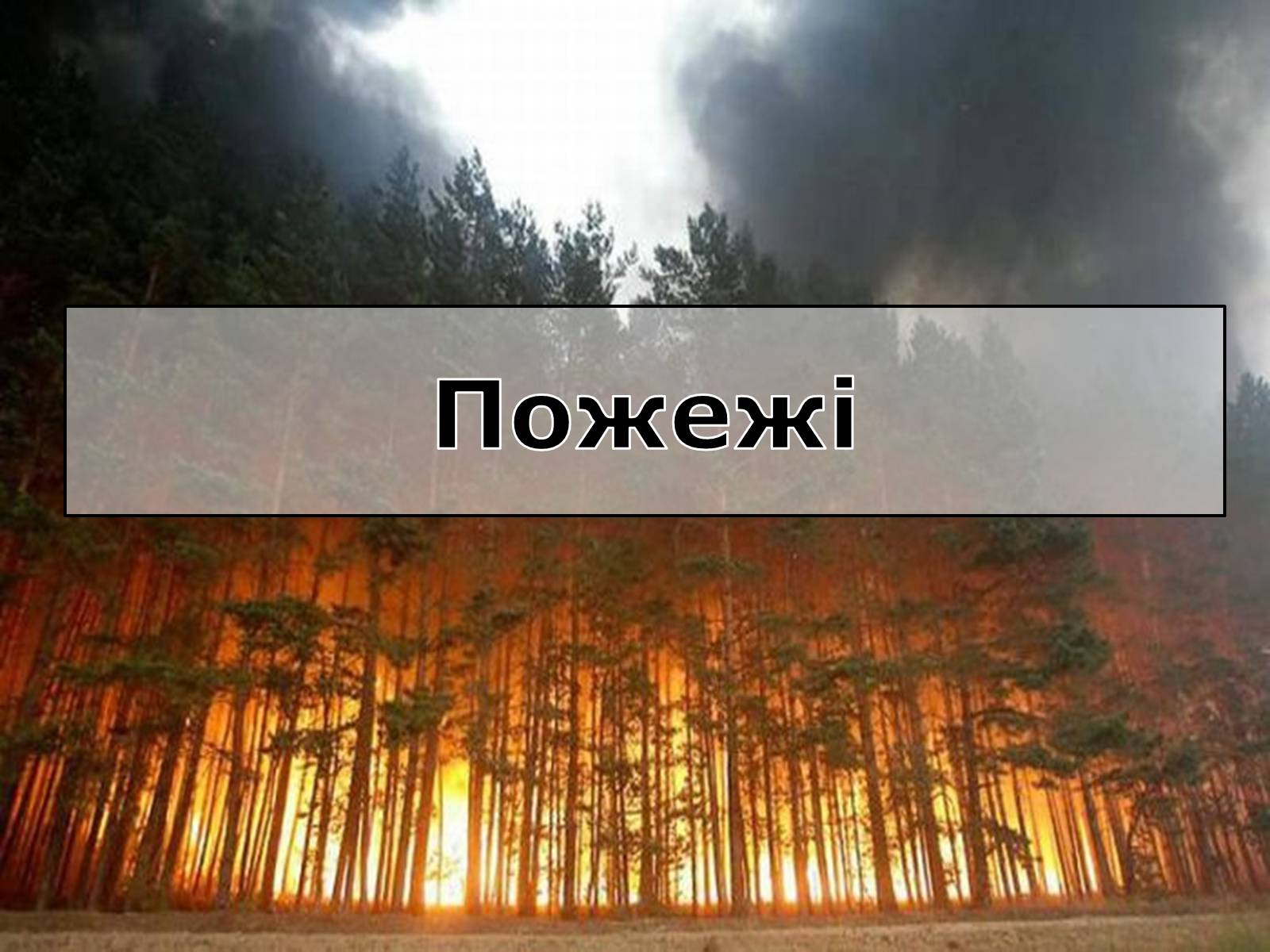 Презентація на тему «Вирубування лісів» - Слайд #8 Презентація на тему «Вирубування лісів» - Слайд #8
