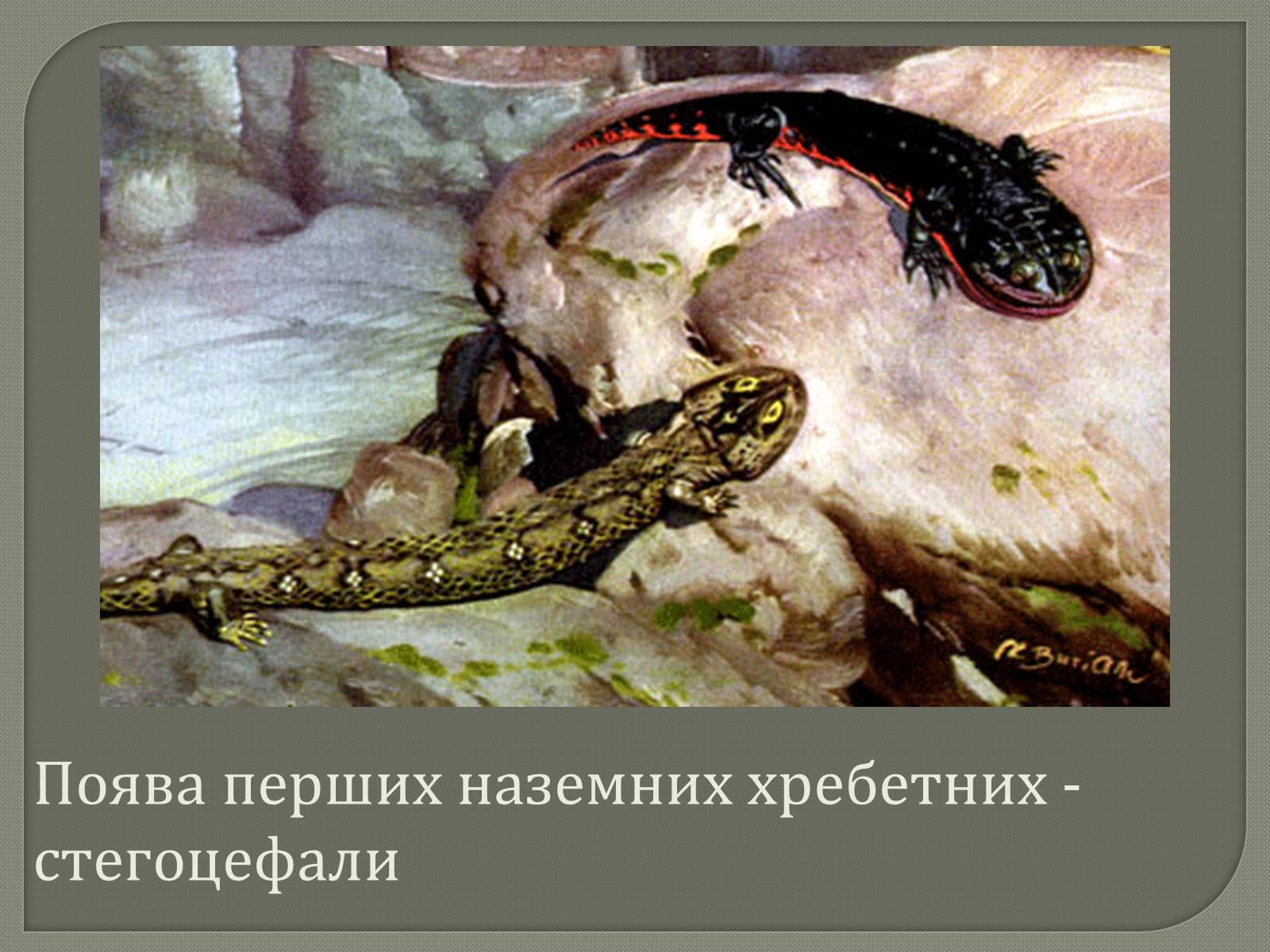 Презентація на тему «Палеозойська Ера» (варіант 1) - Слайд #9 Презентація на тему «Палеозойська Ера» (варіант 1) - Слайд #9