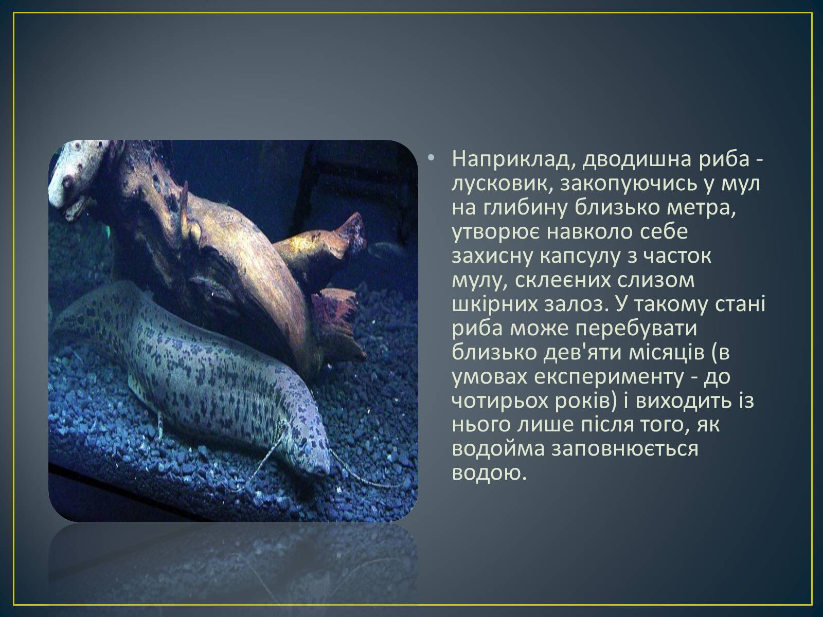Презентація на тему «Адаптація гідробіонтів до пересихання вдойм» - Слайд #13 Презентація на тему «Адаптація гідробіонтів до пересихання вдойм» - Слайд #13