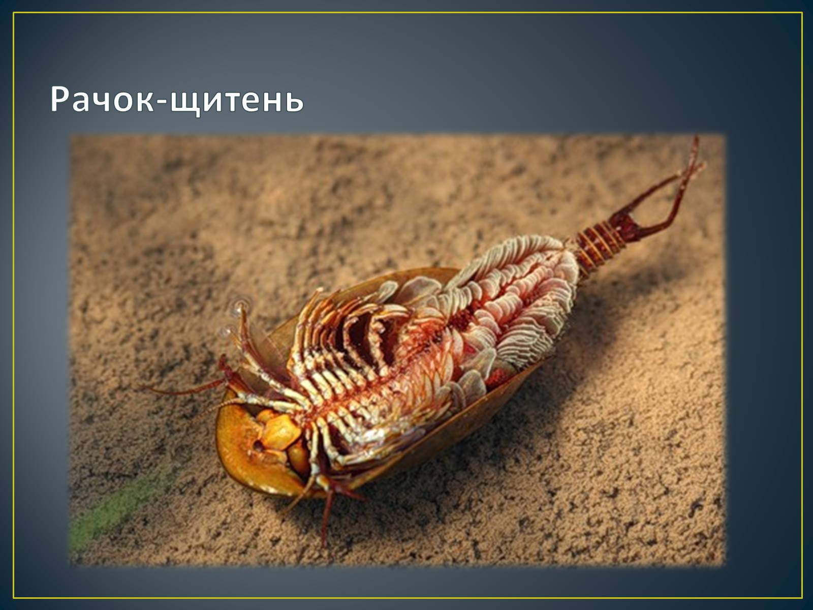 Презентація на тему «Адаптація гідробіонтів до пересихання вдойм» - Слайд #9 Презентація на тему «Адаптація гідробіонтів до пересихання вдойм» - Слайд #9