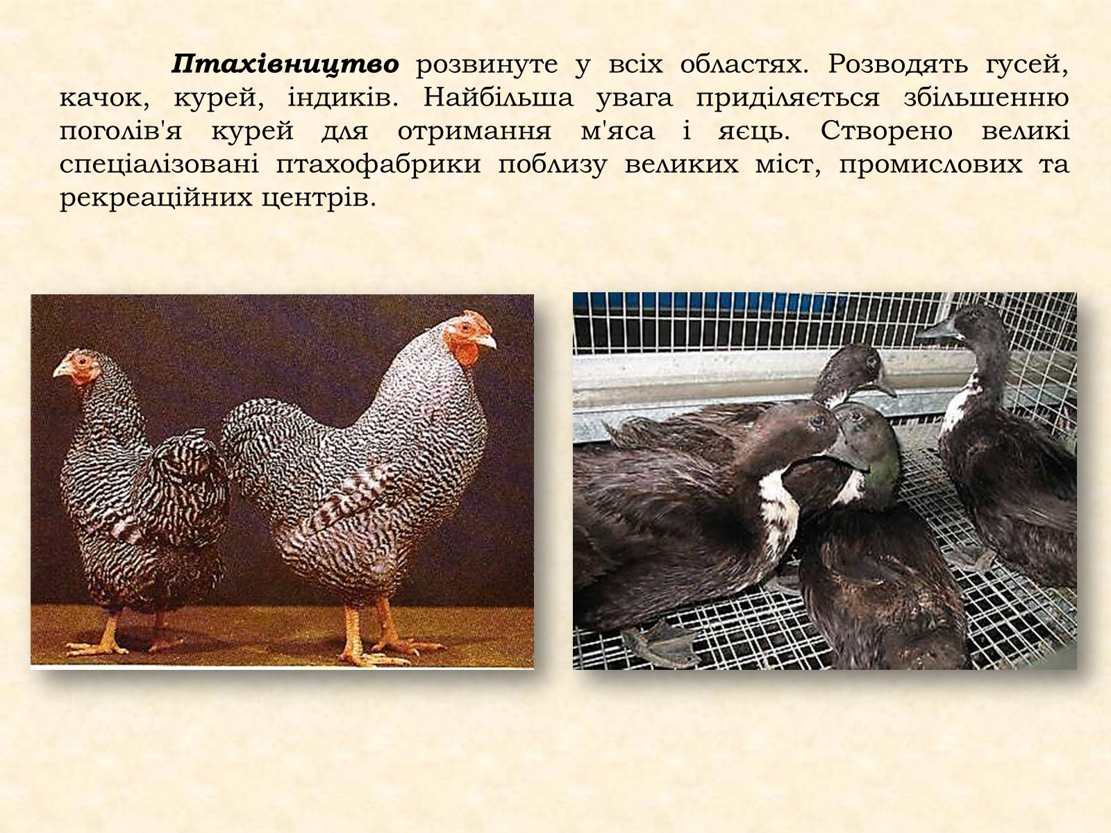 Презентація на тему «Тваринництво» (варіант 1) - Слайд #10 Презентація на тему «Тваринництво» (варіант 1) - Слайд #10