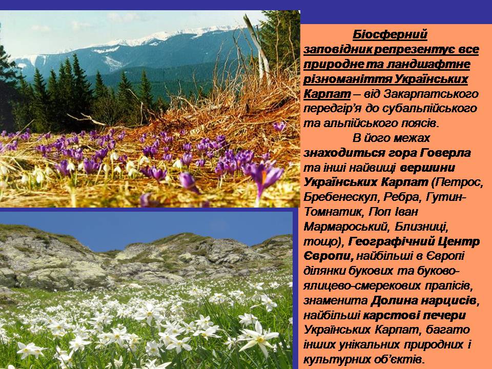 Презентація на тему «Карпатський біосферний заповідник» (варіант 4) - Слайд #4 Презентація на тему «Карпатський біосферний заповідник» (варіант 4) - Слайд #4
