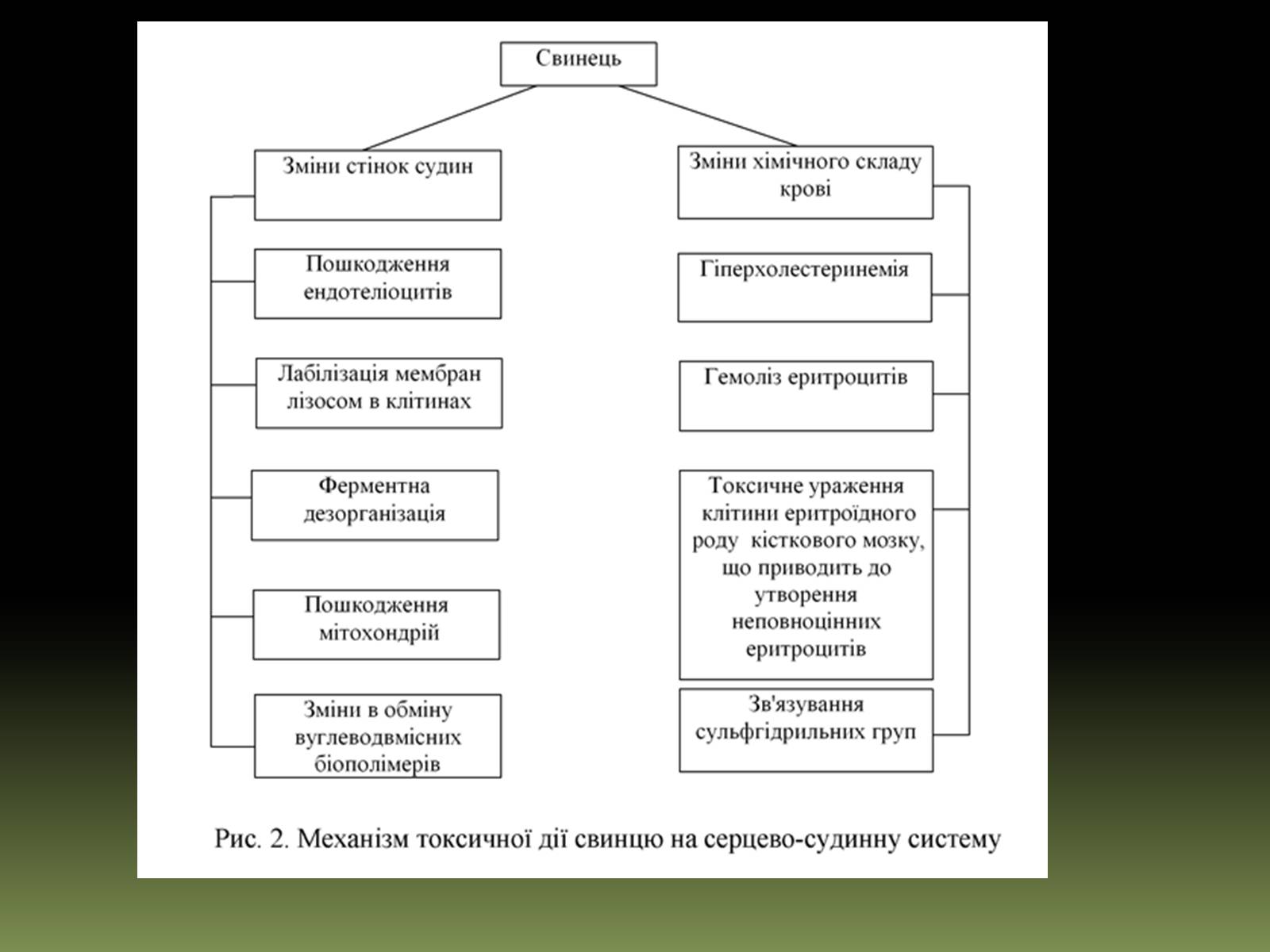 Презентація на тему «Вплив на людський організм антропогенних порушень біосфери» - Слайд #21 Презентація на тему «Вплив на людський організм антропогенних порушень біосфери» - Слайд #21