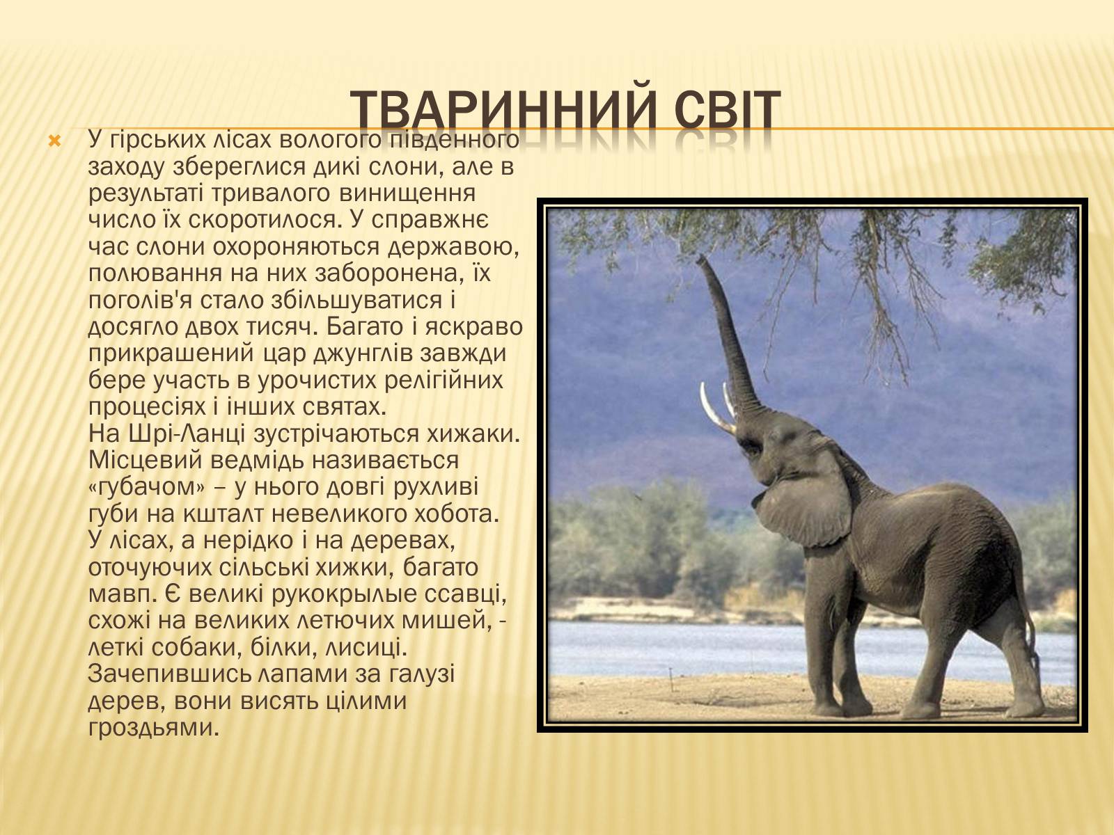 Презентація на тему «Шрі-Ланка» (варіант 2) - Слайд #8 Презентація на тему «Шрі-Ланка» (варіант 2) - Слайд #8