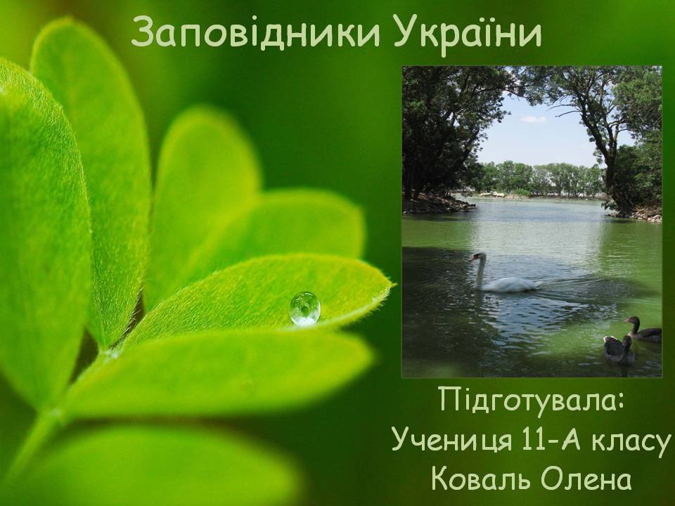 Презентація на тему «Заповідна мережа України» (варіант 8) - Слайд #1 Презентація на тему «Заповідна мережа України» (варіант 8) - Слайд #1