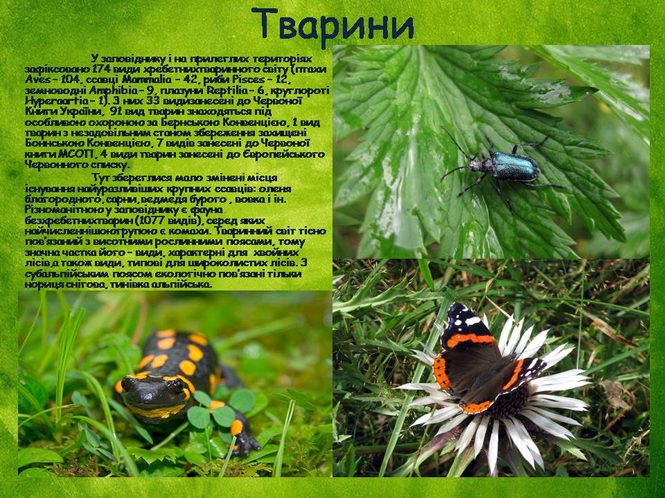 Презентація на тему «Заповідна мережа України» (варіант 8) - Слайд #10 Презентація на тему «Заповідна мережа України» (варіант 8) - Слайд #10