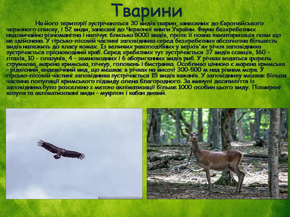 Презентація на тему «Заповідна мережа України» (варіант 8) - Слайд #29 Презентація на тему «Заповідна мережа України» (варіант 8) - Слайд #29