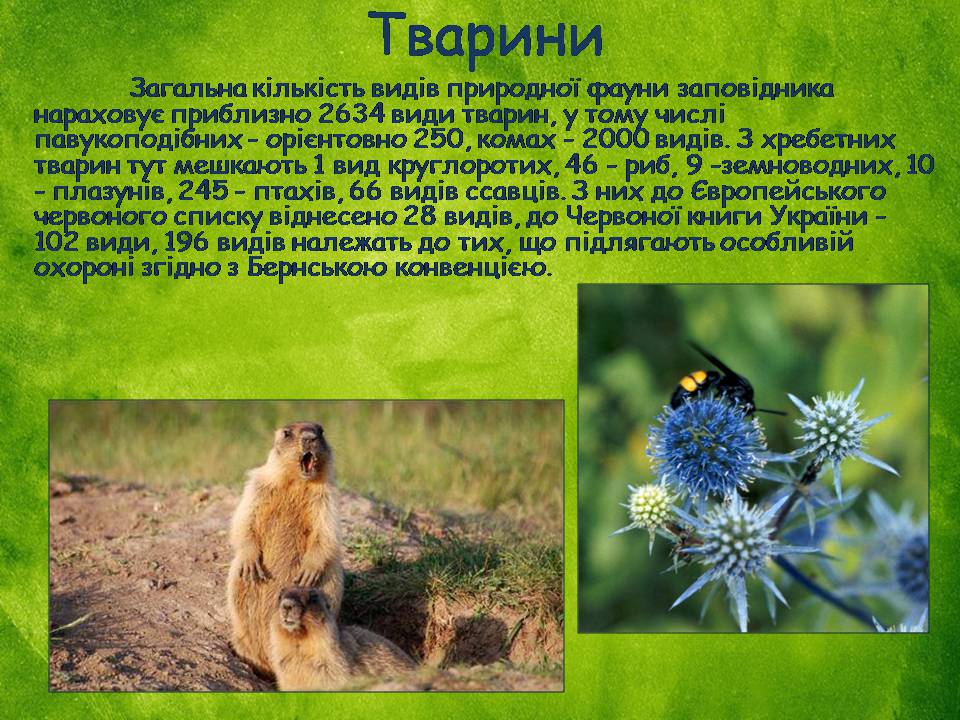 Презентація на тему «Заповідна мережа України» (варіант 8) - Слайд #32 Презентація на тему «Заповідна мережа України» (варіант 8) - Слайд #32