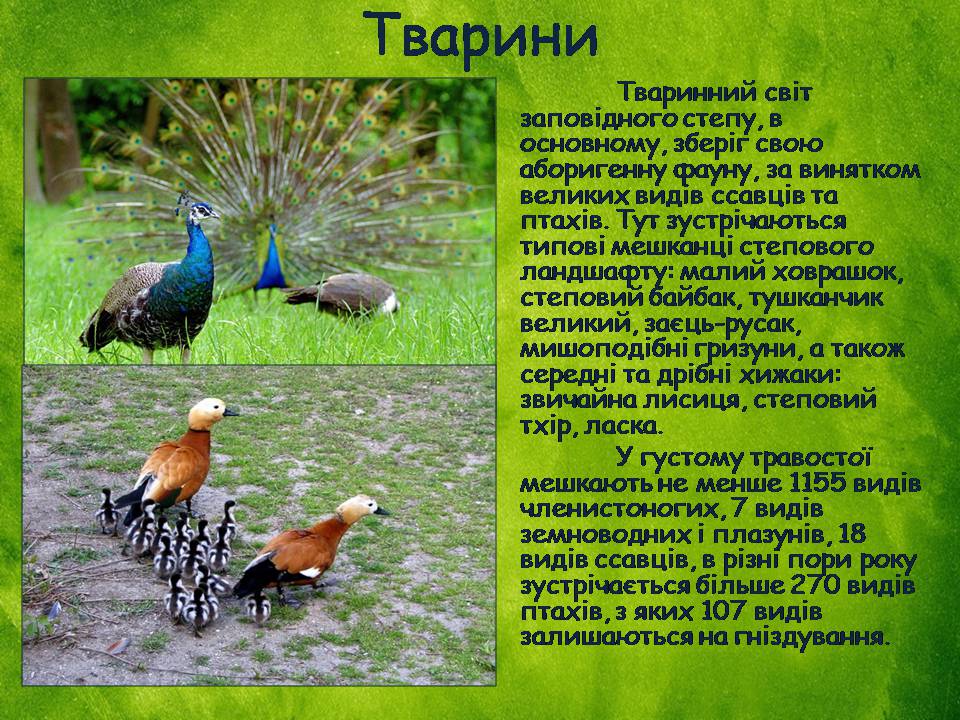 Презентація на тему «Заповідна мережа України» (варіант 8) - Слайд #6 Презентація на тему «Заповідна мережа України» (варіант 8) - Слайд #6