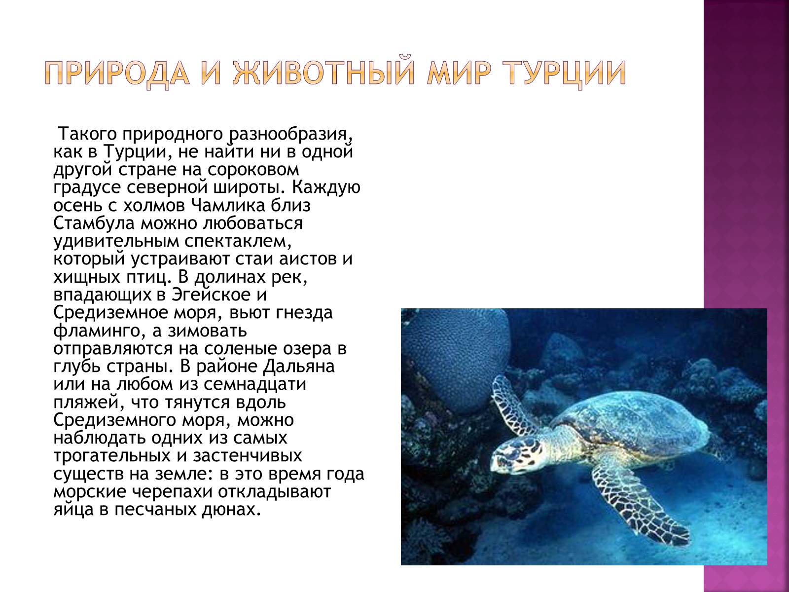 Презентація на тему «Турция» - Слайд #8 Презентація на тему «Турция» - Слайд #8