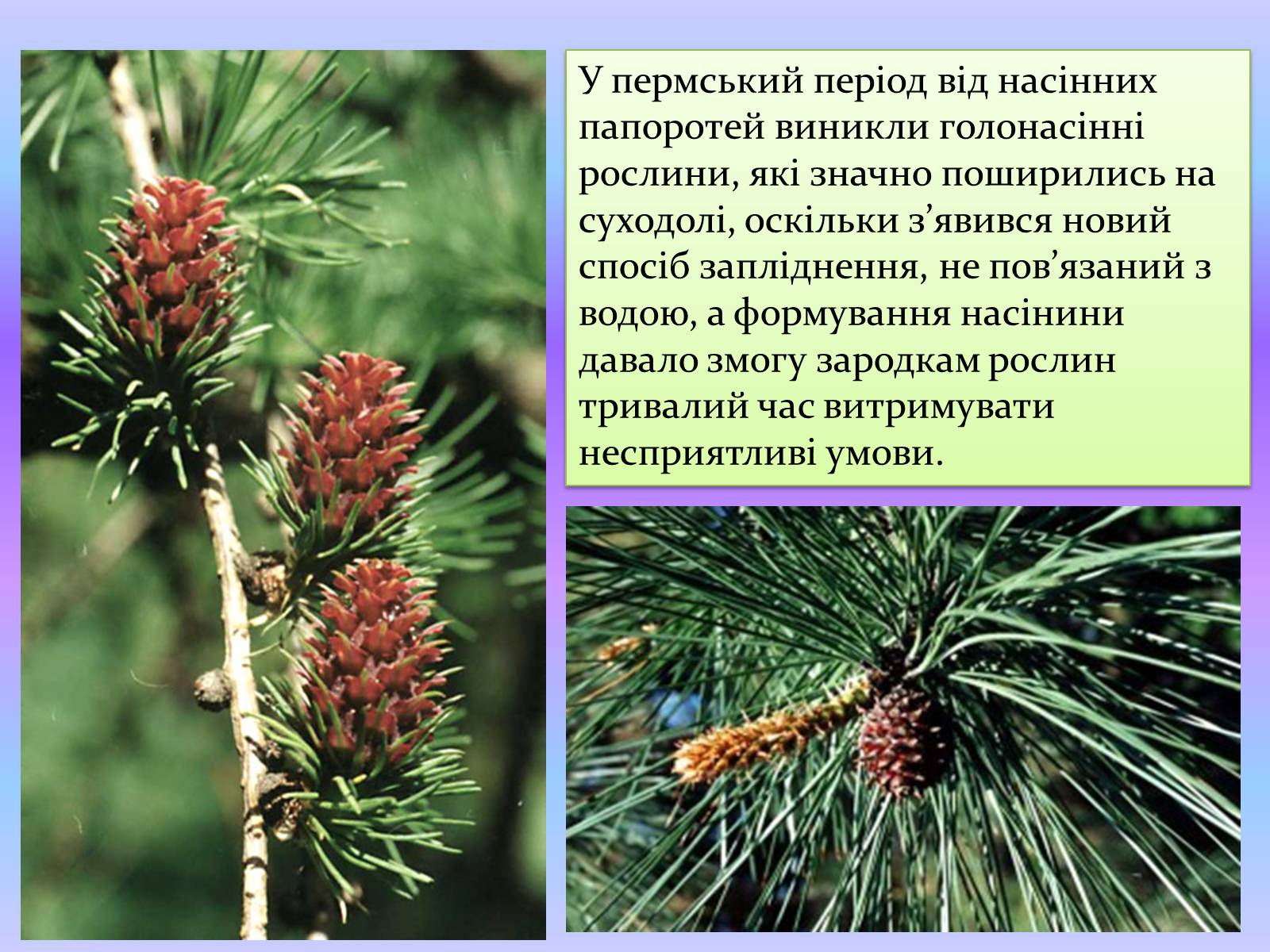Презентація на тему «Палеозойська ера» (варіант 4) - Слайд #12 Презентація на тему «Палеозойська ера» (варіант 4) - Слайд #12