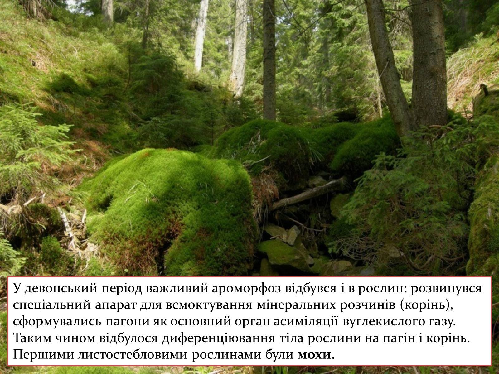 Презентація на тему «Палеозойська ера» (варіант 4) - Слайд #9 Презентація на тему «Палеозойська ера» (варіант 4) - Слайд #9