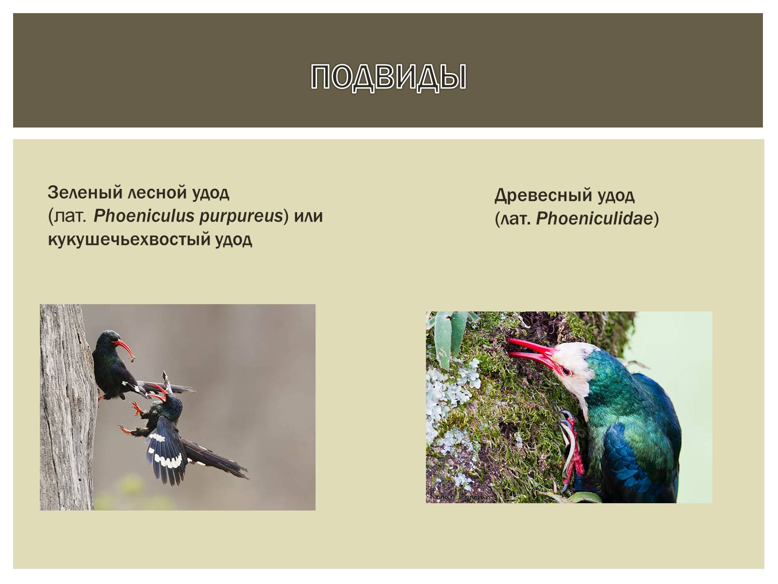 Презентація на тему «Птица года 2012: УДОД» - Слайд #10 Презентація на тему «Птица года 2012: УДОД» - Слайд #10