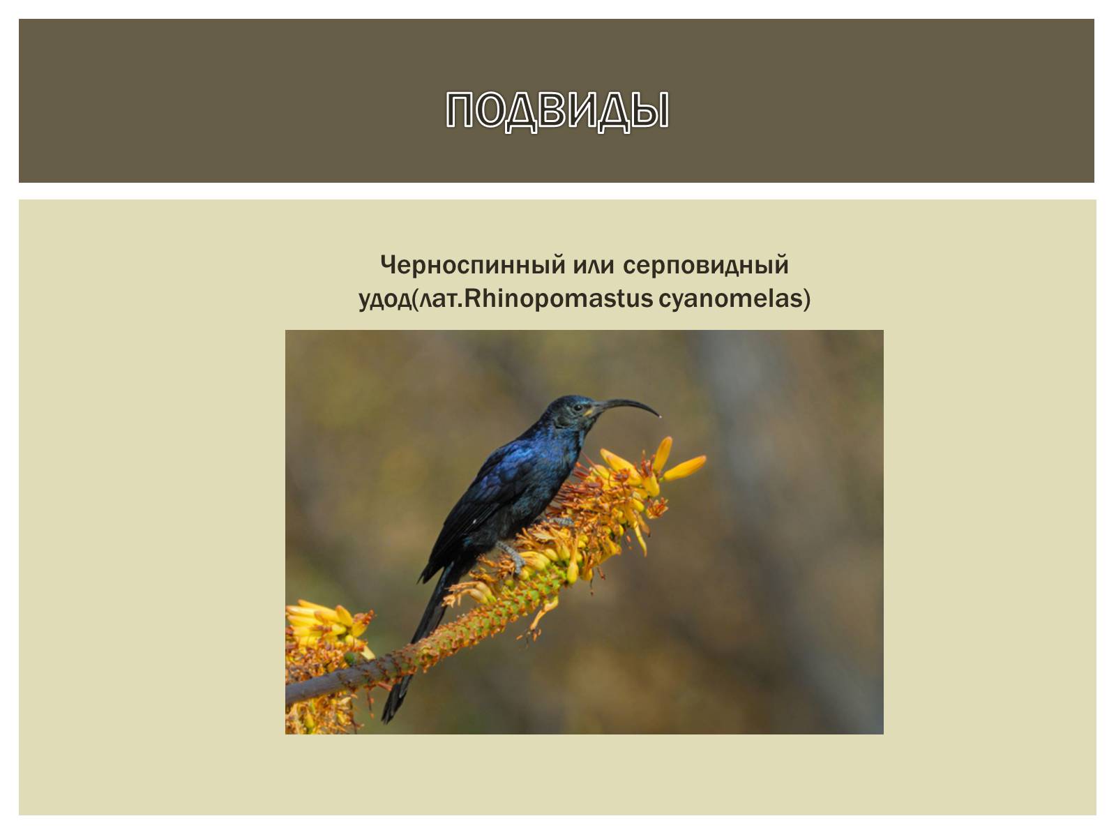 Презентація на тему «Птица года 2012: УДОД» - Слайд #11 Презентація на тему «Птица года 2012: УДОД» - Слайд #11