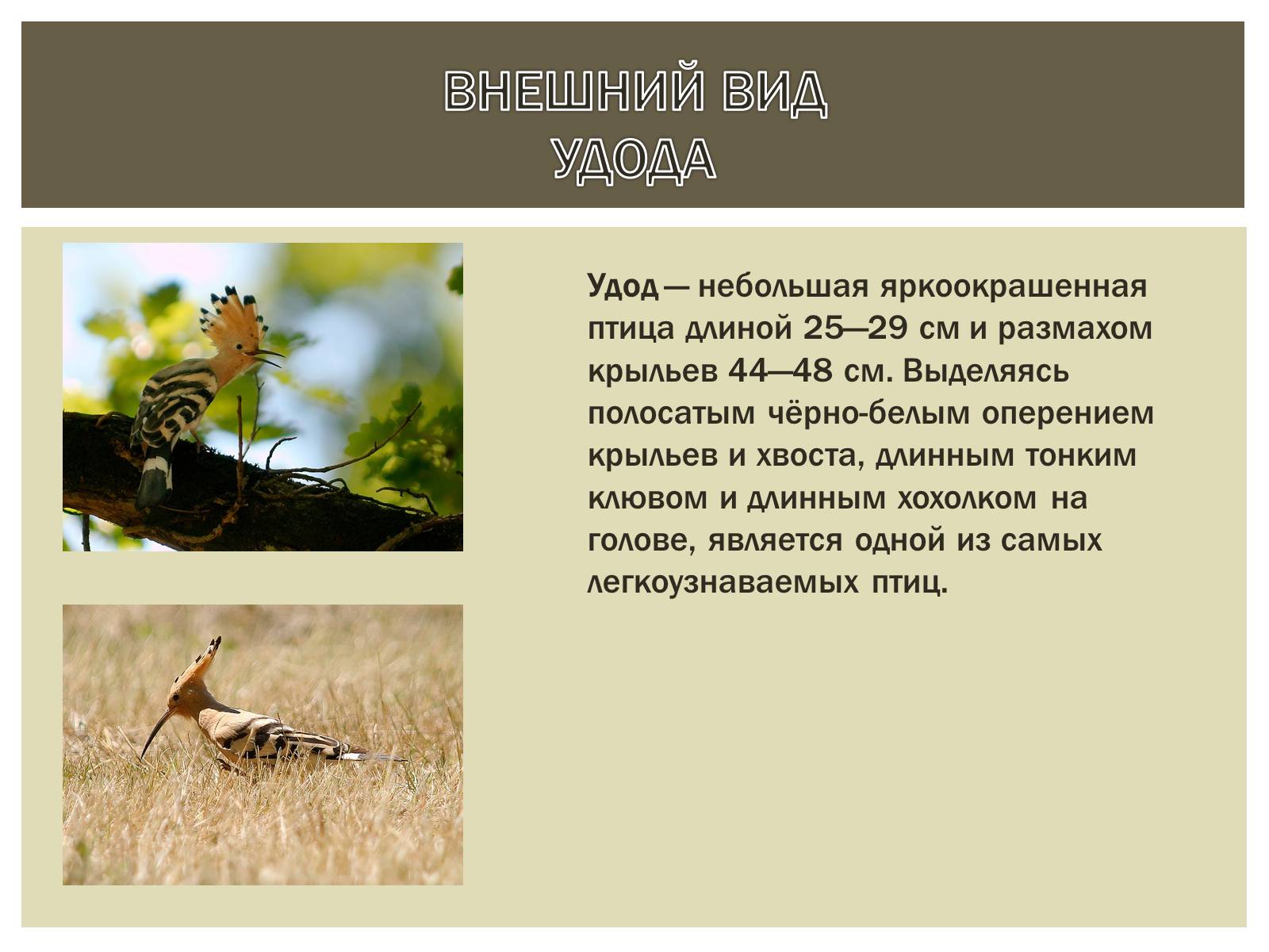 Презентація на тему «Птица года 2012: УДОД» - Слайд #2 Презентація на тему «Птица года 2012: УДОД» - Слайд #2