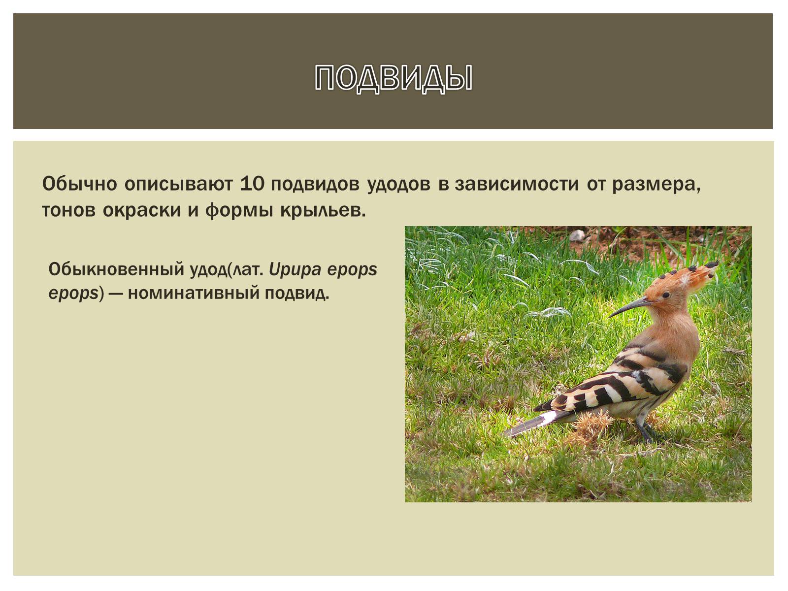 Презентація на тему «Птица года 2012: УДОД» - Слайд #8 Презентація на тему «Птица года 2012: УДОД» - Слайд #8
