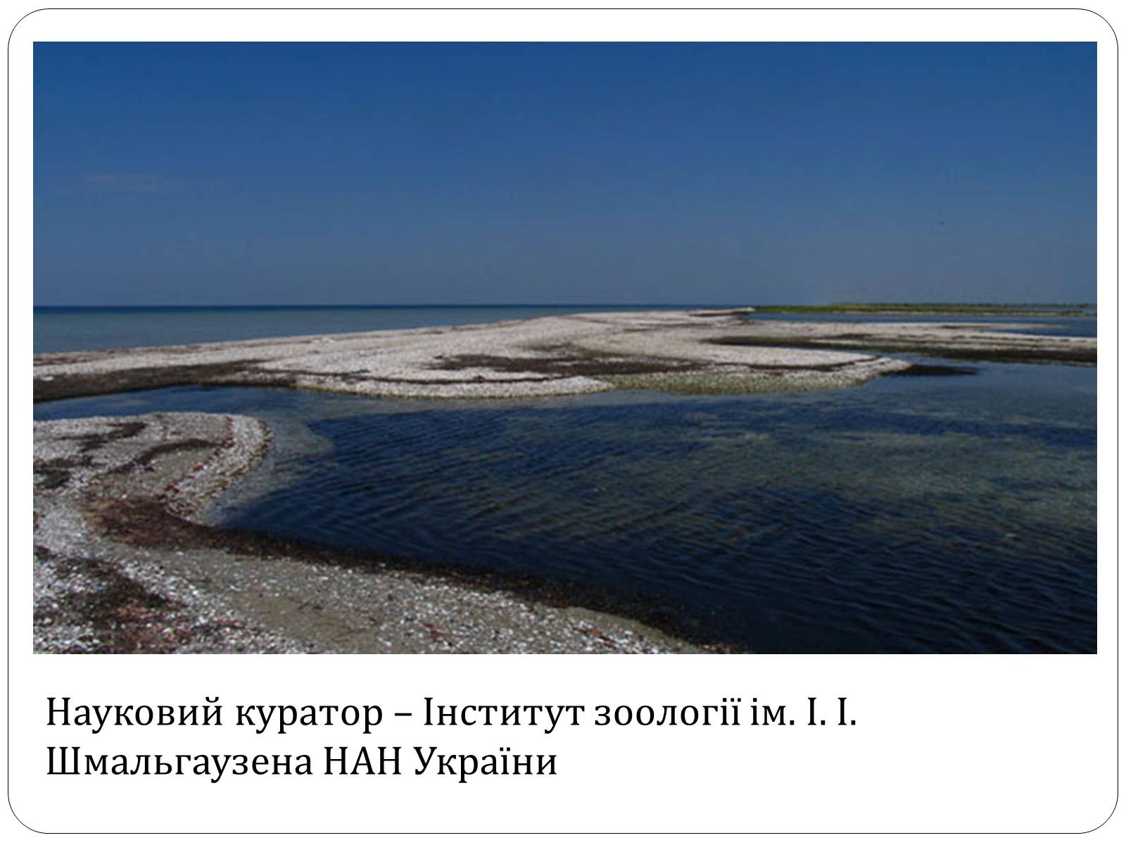 Презентація на тему «Чорноморський біосферний заповідник» - Слайд #6 Презентація на тему «Чорноморський біосферний заповідник» - Слайд #6