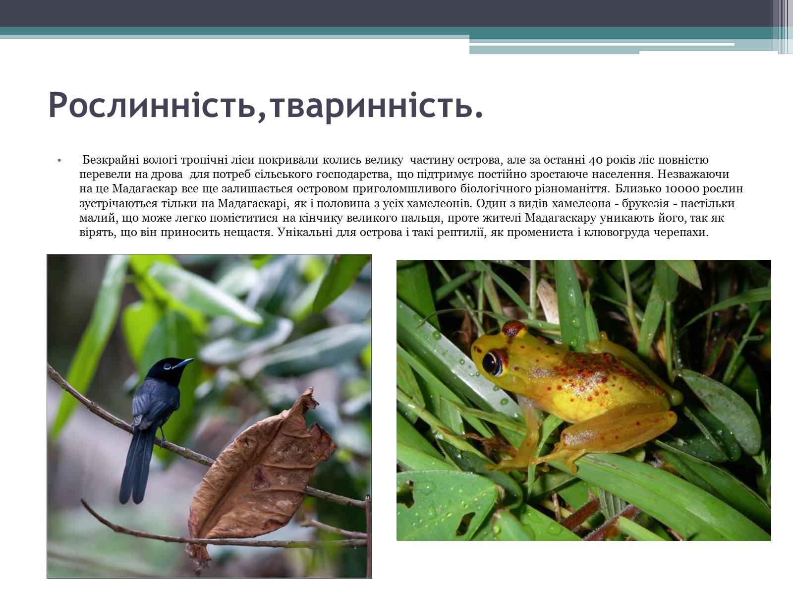 Презентація на тему «Мадагаскар» (варіант 3) - Слайд #4 Презентація на тему «Мадагаскар» (варіант 3) - Слайд #4