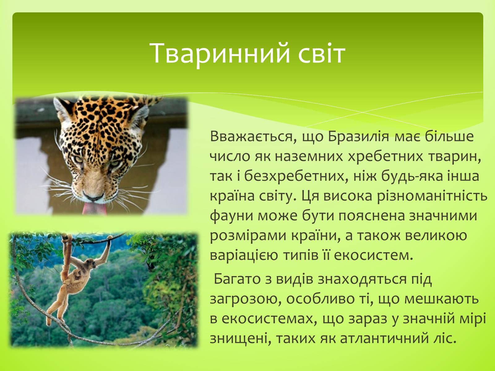 Презентація на тему «Бразилія» (варіант 2) - Слайд #5 Презентація на тему «Бразилія» (варіант 2) - Слайд #5