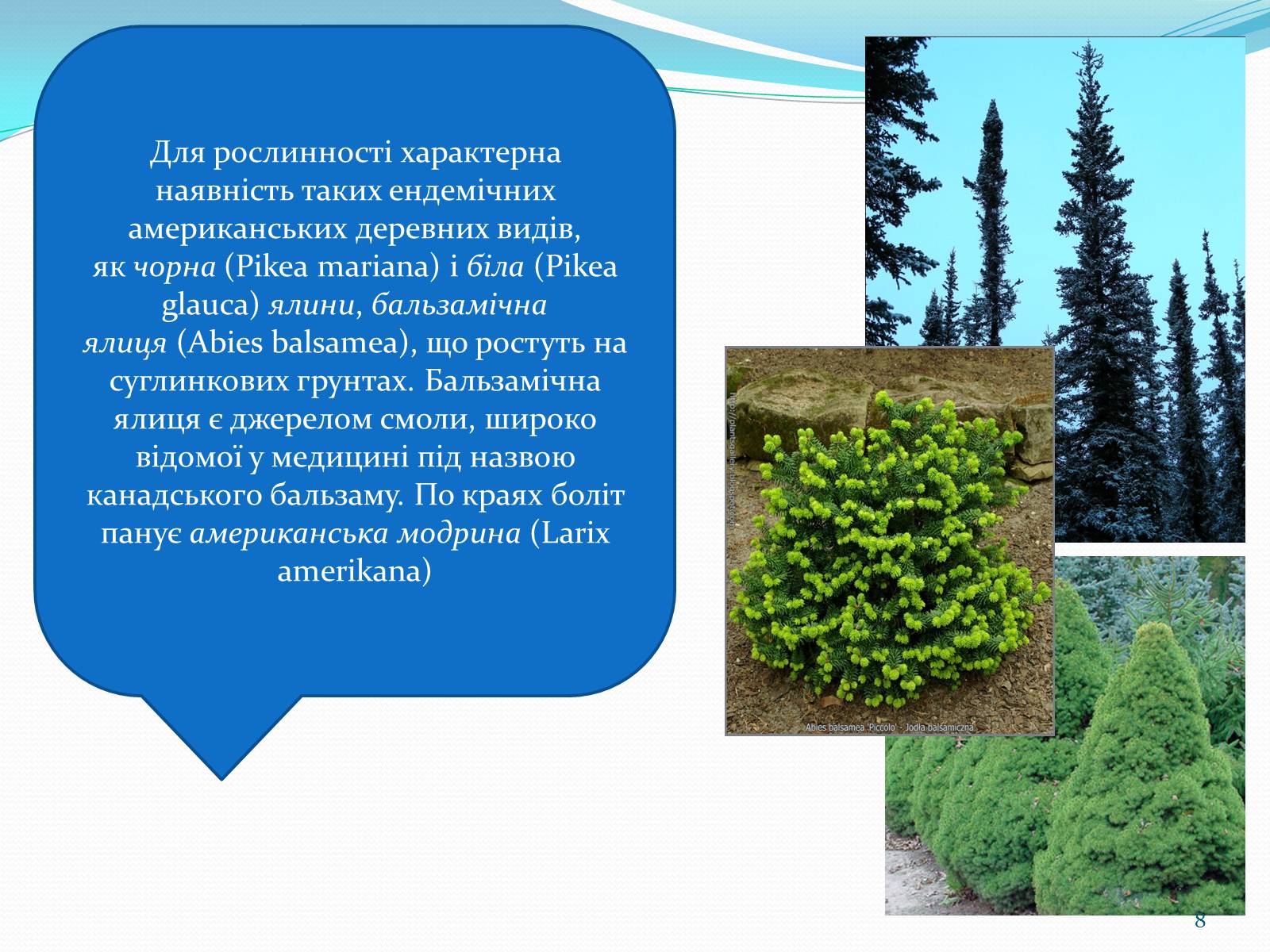 Презентація на тему «Помірний кліматичний пояс» - Слайд #8 Презентація на тему «Помірний кліматичний пояс» - Слайд #8