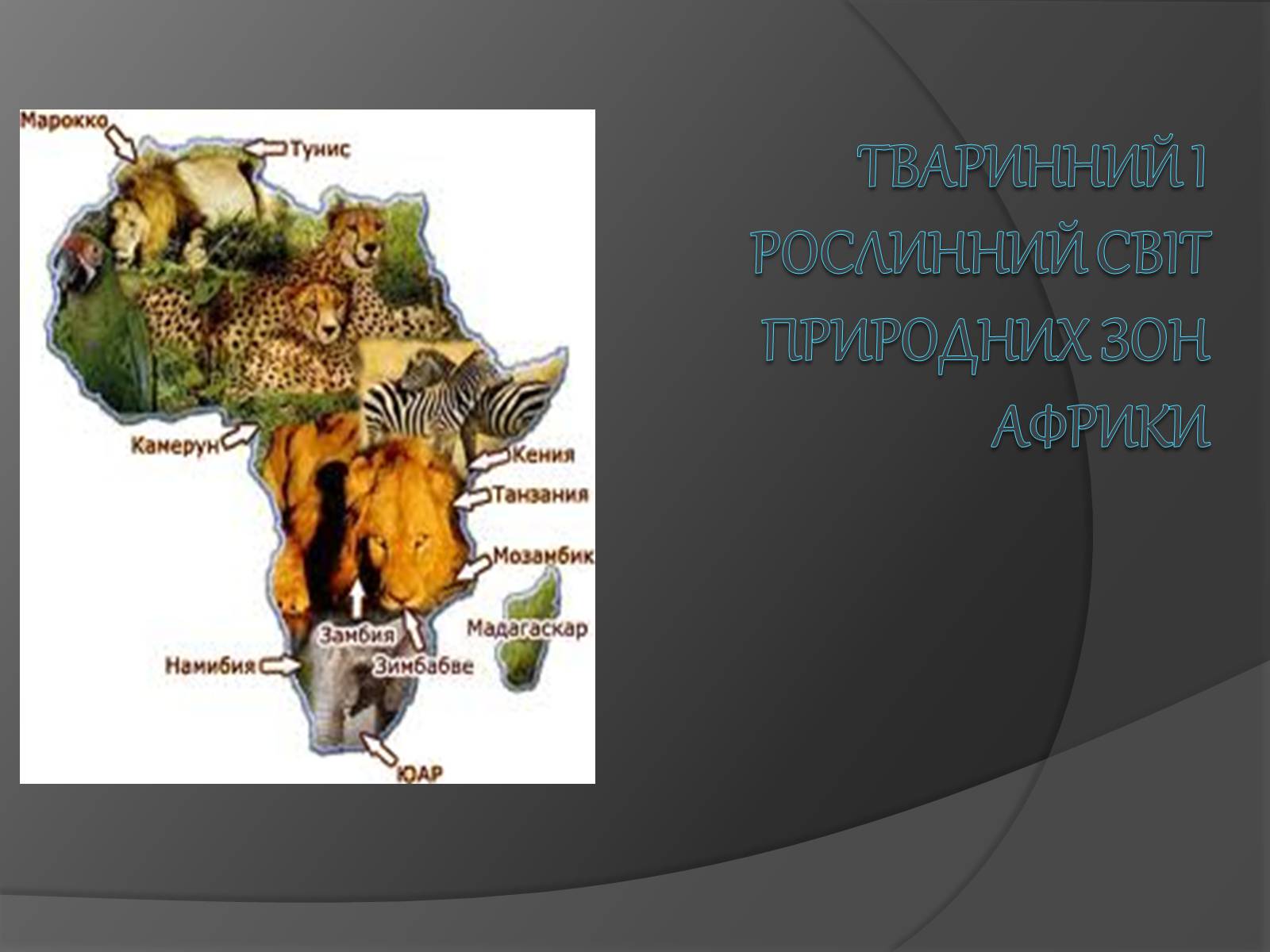 Презентація на тему «Африка» (варіант 1) - Слайд #11 Презентація на тему «Африка» (варіант 1) - Слайд #11