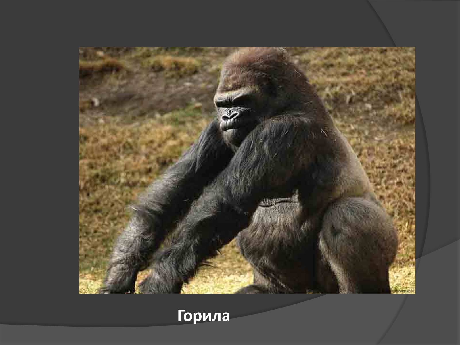 Презентація на тему «Африка» (варіант 1) - Слайд #20 Презентація на тему «Африка» (варіант 1) - Слайд #20