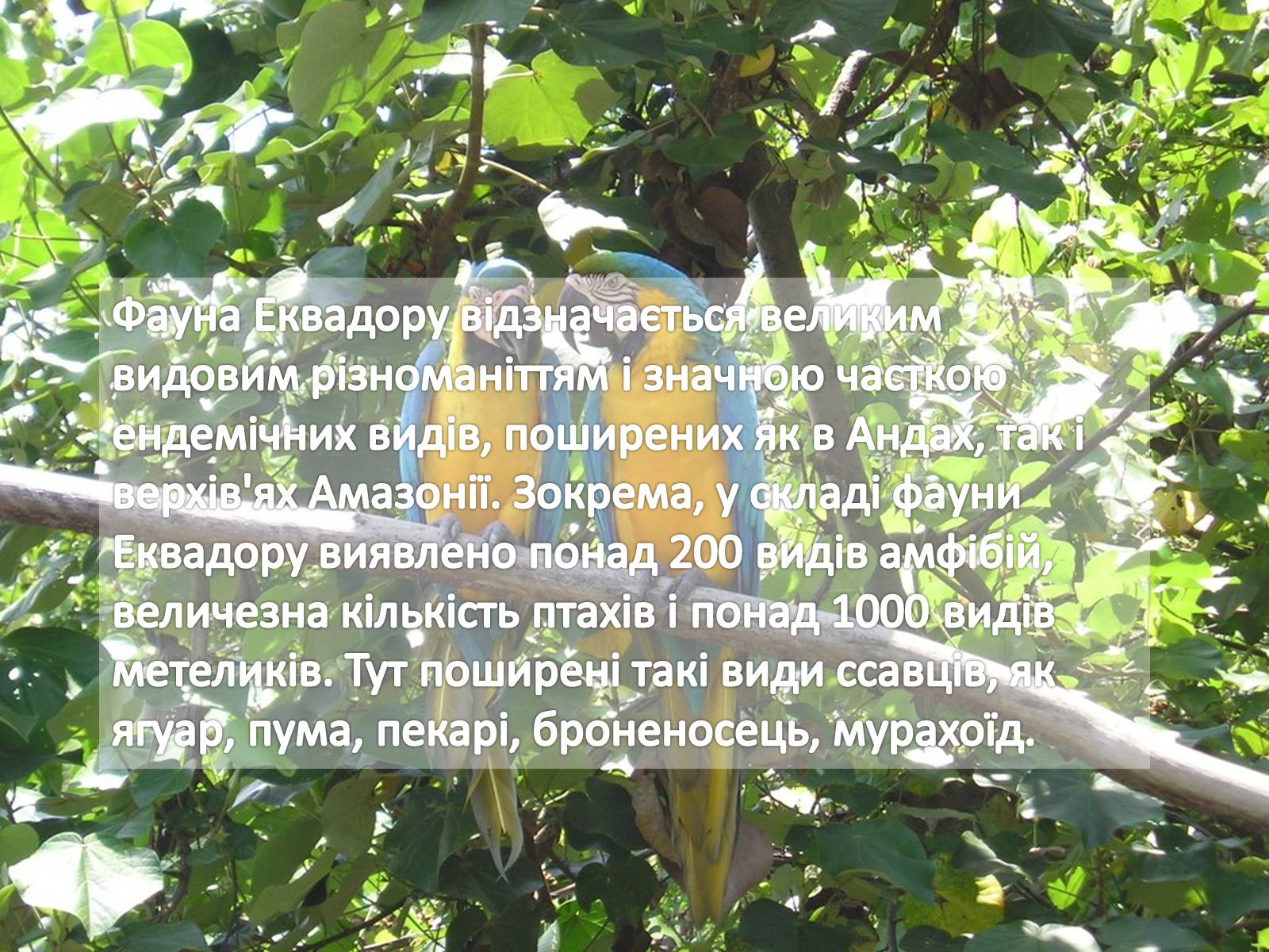 Презентація на тему «Еквадор» (варіант 2) - Слайд #9 Презентація на тему «Еквадор» (варіант 2) - Слайд #9
