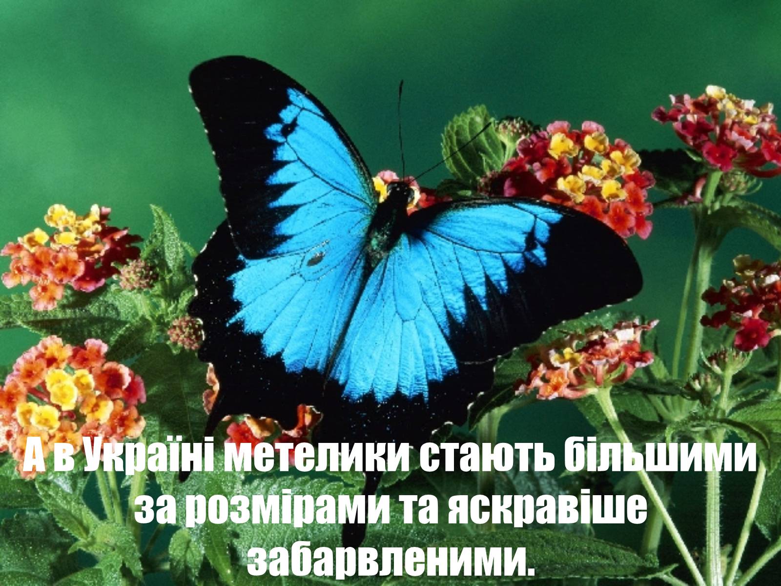Презентація на тему «Глобальне потепління: що за ним криється?» - Слайд #17 Презентація на тему «Глобальне потепління: що за ним криється?» - Слайд #17